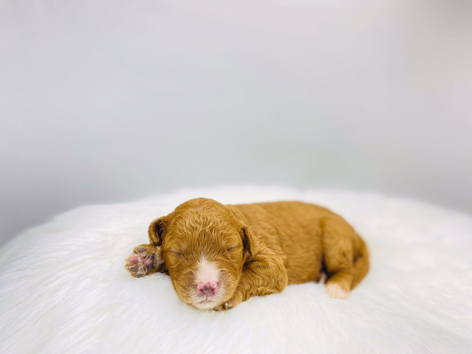 I am just a tiny baby and would love to join your family soon! Of course, you can’t see how cute and curly I will be when I get older, so the Dog Club will send updated photos when I am about 6 to 7 weeks old, if you choose to adopt me. Infant puppy deposits are refundable or transferrable.