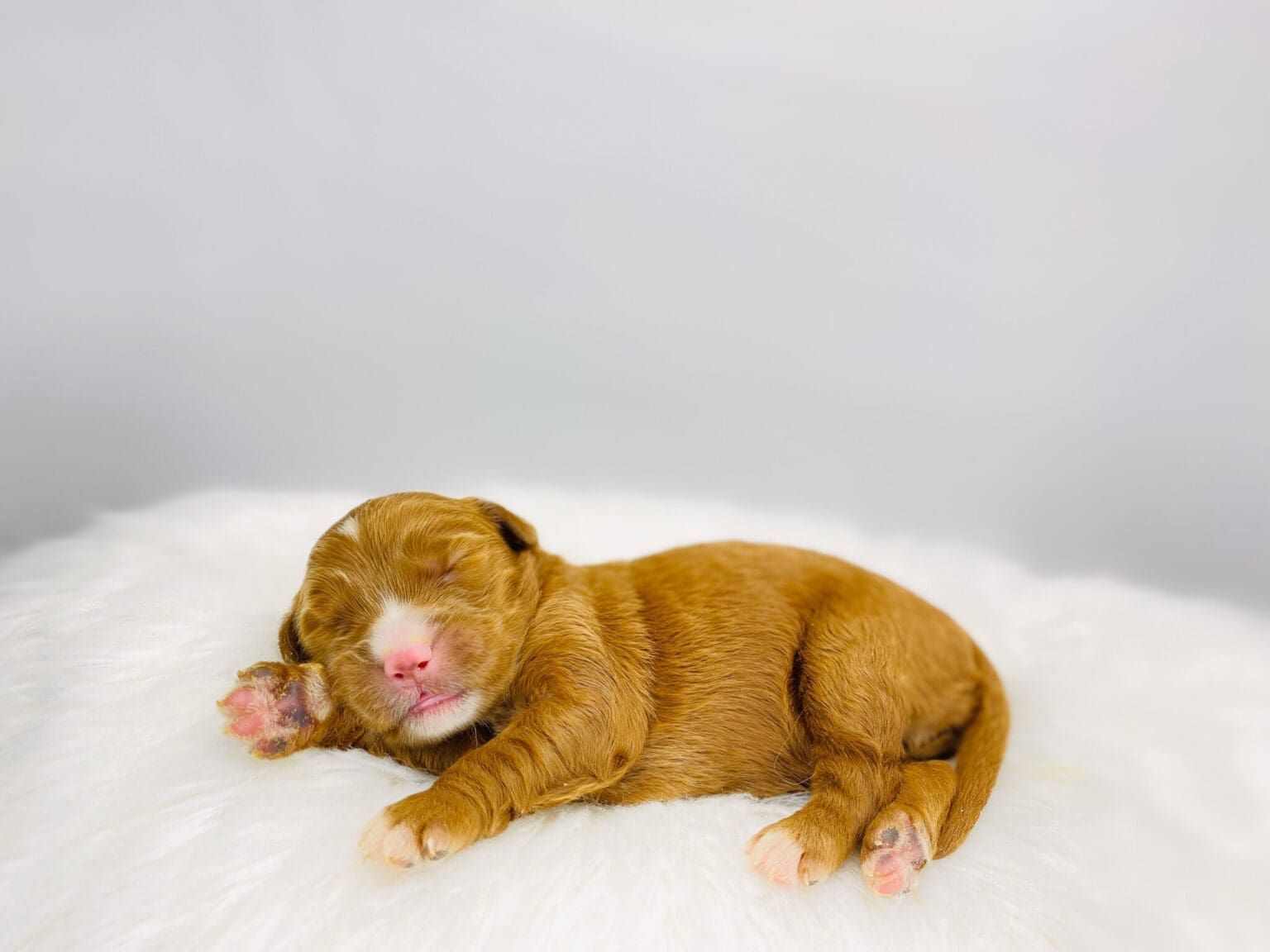 I am just a tiny baby and would love to join your family soon! Of course, you can’t see how cute and curly I will be when I get older, so the Dog Club will send updated photos when I am about 6 to 7 weeks old, if you choose to adopt me. Infant puppy deposits are refundable or transferrable.