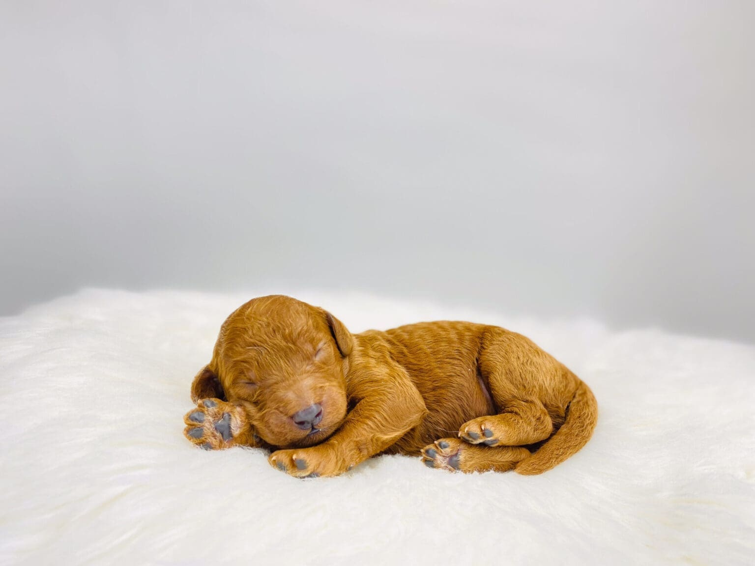 I am just a tiny baby and would love to join your family soon! Of course, you can’t see how cute and curly I will be when I get older, so the Dog Club will send updated photos when I am about 6 to 7 weeks old, if you choose to adopt me. Infant puppy deposits are refundable or transferrable.