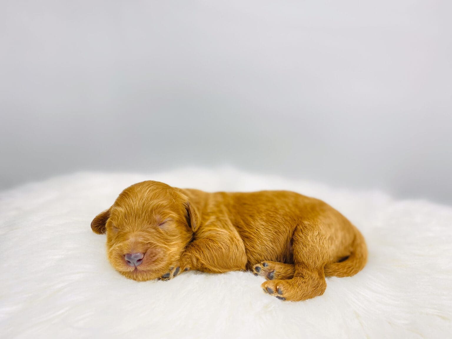 I am just a tiny baby and would love to join your family soon! Of course, you can’t see how cute and curly I will be when I get older, so the Dog Club will send updated photos when I am about 6 to 7 weeks old, if you choose to adopt me. Infant puppy deposits are refundable or transferrable.