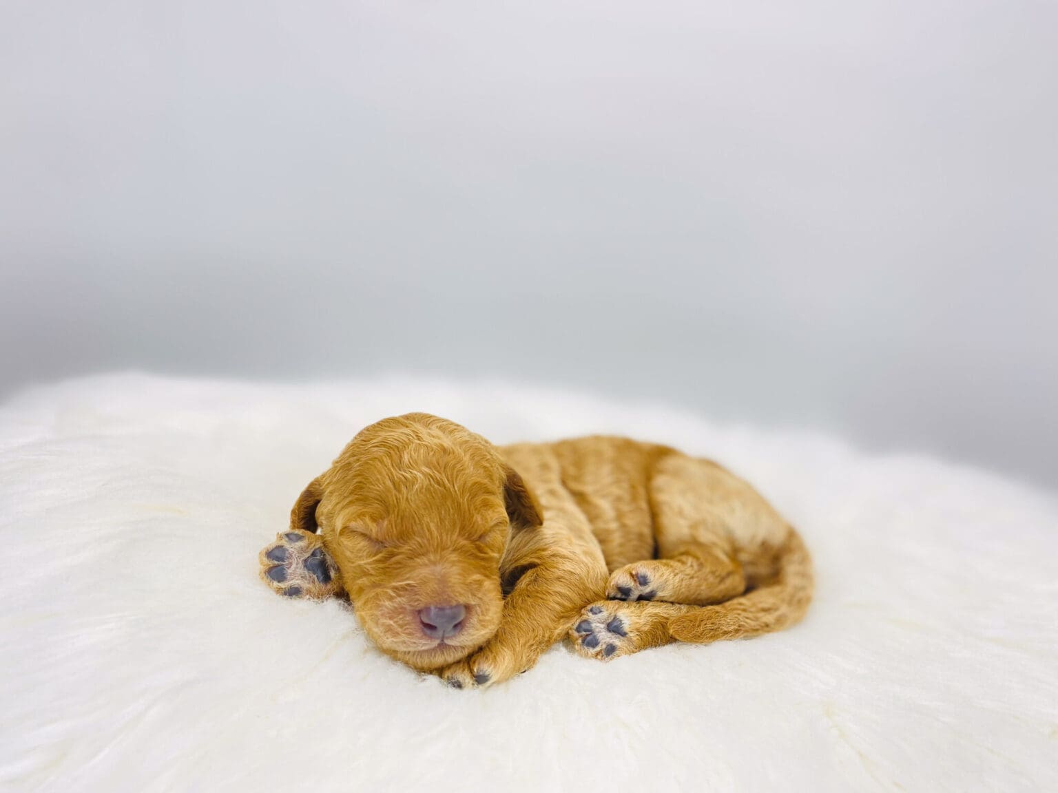 I am just a tiny baby and would love to join your family soon! Of course, you can’t see how cute and curly I will be when I get older, so the Dog Club will send updated photos when I am about 6 to 7 weeks old, if you choose to adopt me. Infant puppy deposits are refundable or transferrable.