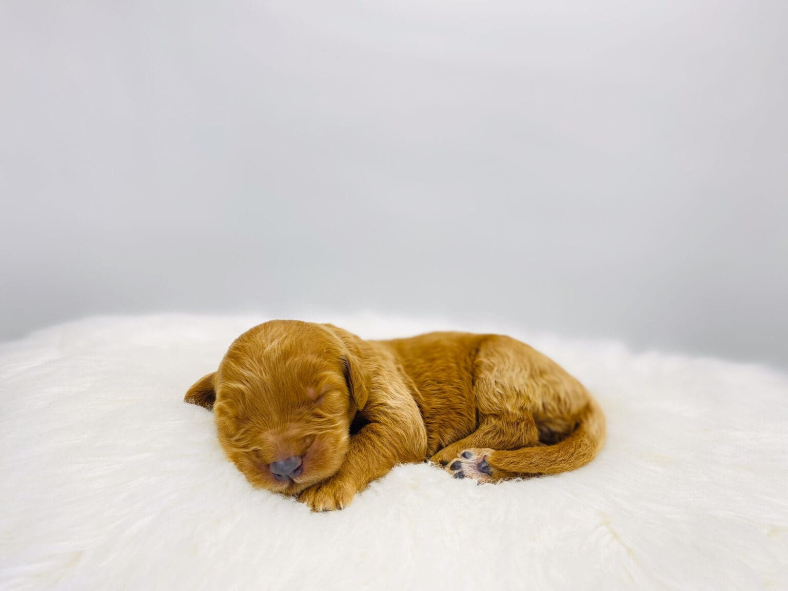 I am just a tiny baby and would love to join your family soon! Of course, you can’t see how cute and curly I will be when I get older, so the Dog Club will send updated photos when I am about 6 to 7 weeks old, if you choose to adopt me. Infant puppy deposits are refundable or transferrable.