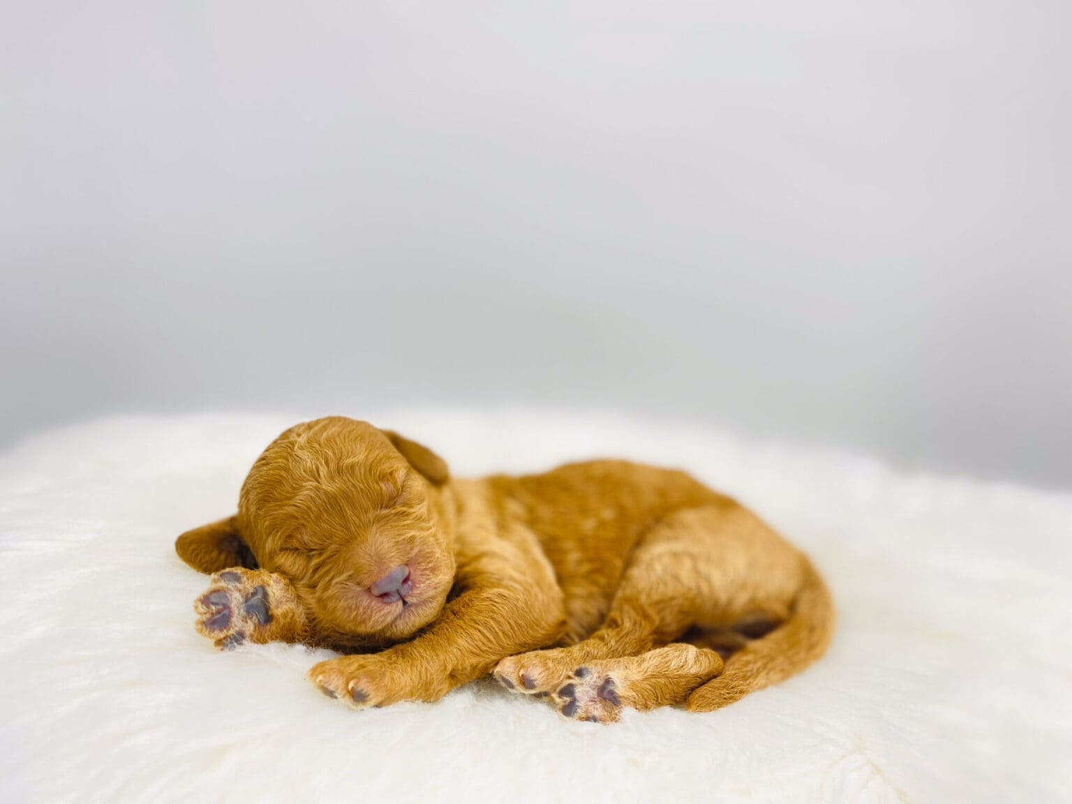 I am just a tiny baby and would love to join your family soon! Of course, you can’t see how cute and curly I will be when I get older, so the Dog Club will send updated photos when I am about 6 to 7 weeks old, if you choose to adopt me. Infant puppy deposits are refundable or transferrable.