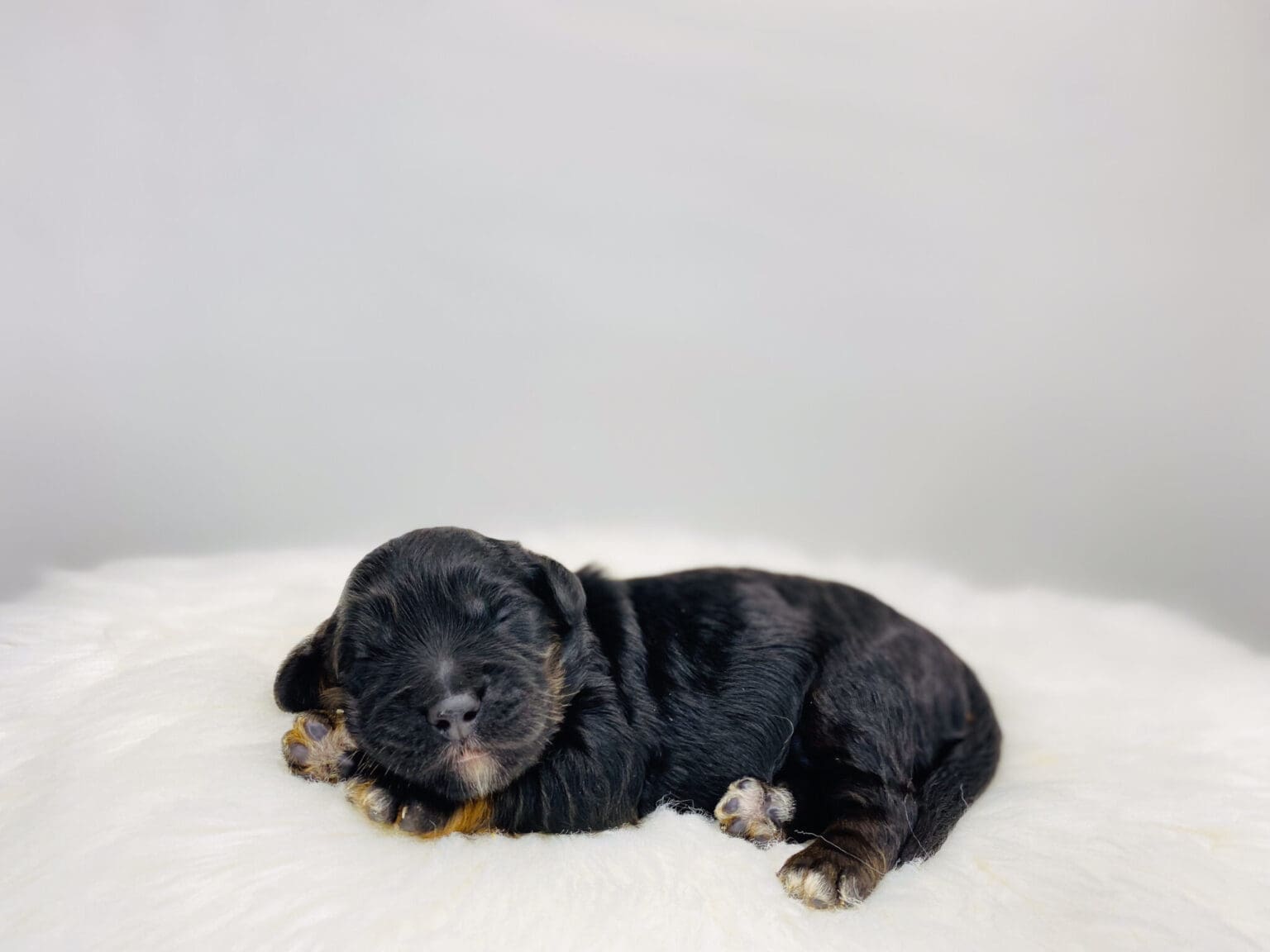 I am just a tiny baby and would love to join your family soon! Of course, you can’t see how cute and curly I will be when I get older, so the Dog Club will send updated photos when I am about 6 to 7 weeks old, if you choose to adopt me. Infant puppy deposits are refundable or transferrable.