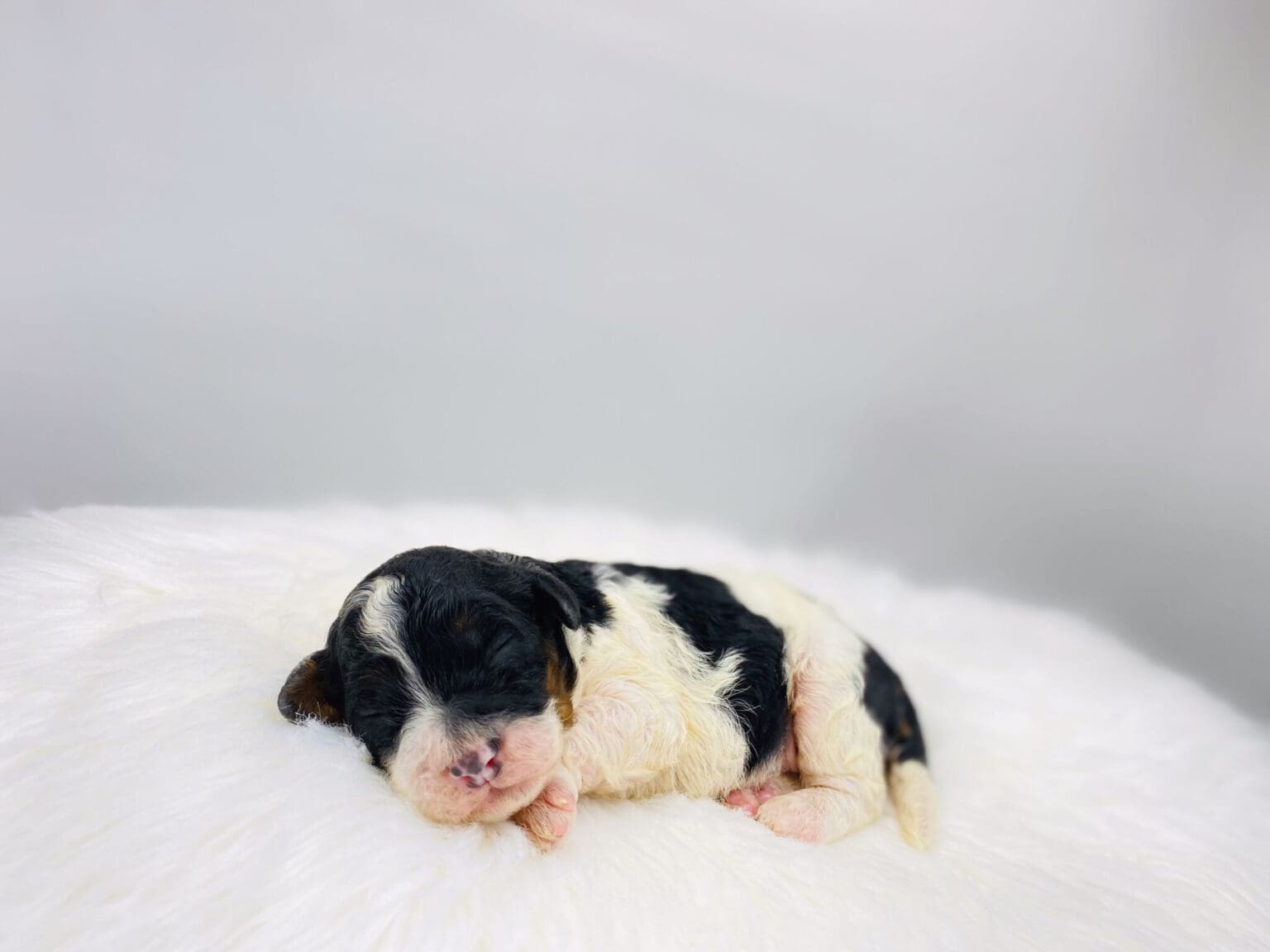 I am just a tiny baby and would love to join your family soon! Of course, you can’t see how cute and curly I will be when I get older, so the Dog Club will send updated photos when I am about 6 to 7 weeks old, if you choose to adopt me. Infant puppy deposits are refundable or transferrable.