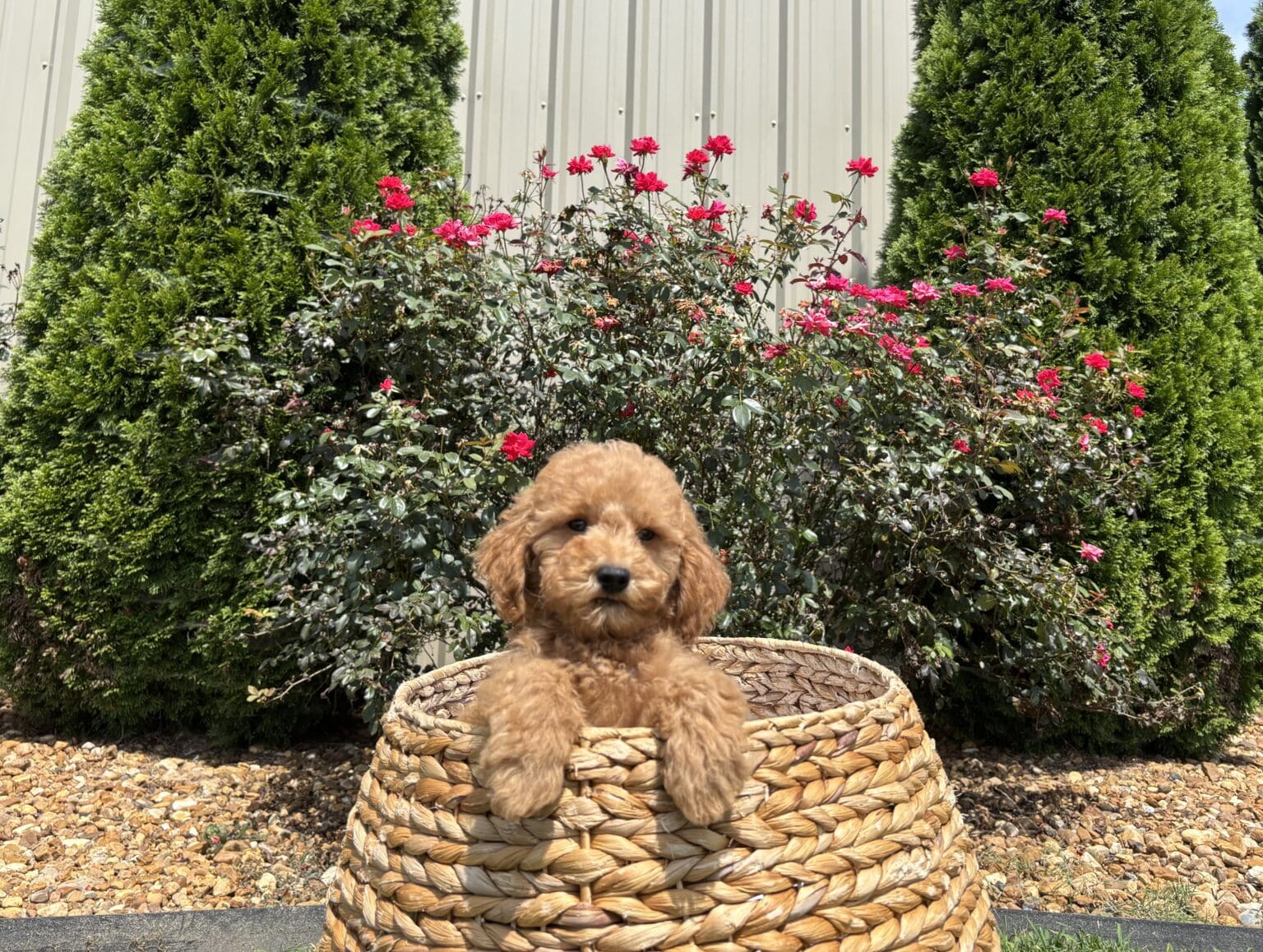I am just a tiny baby and would love to join your family soon! Of course, you can’t see how cute and curly I will be when I get older, so the Dog Club will send updated photos when I am about 6 to 7 weeks old, if you choose to adopt me. Infant puppy deposits are refundable or transferrable.