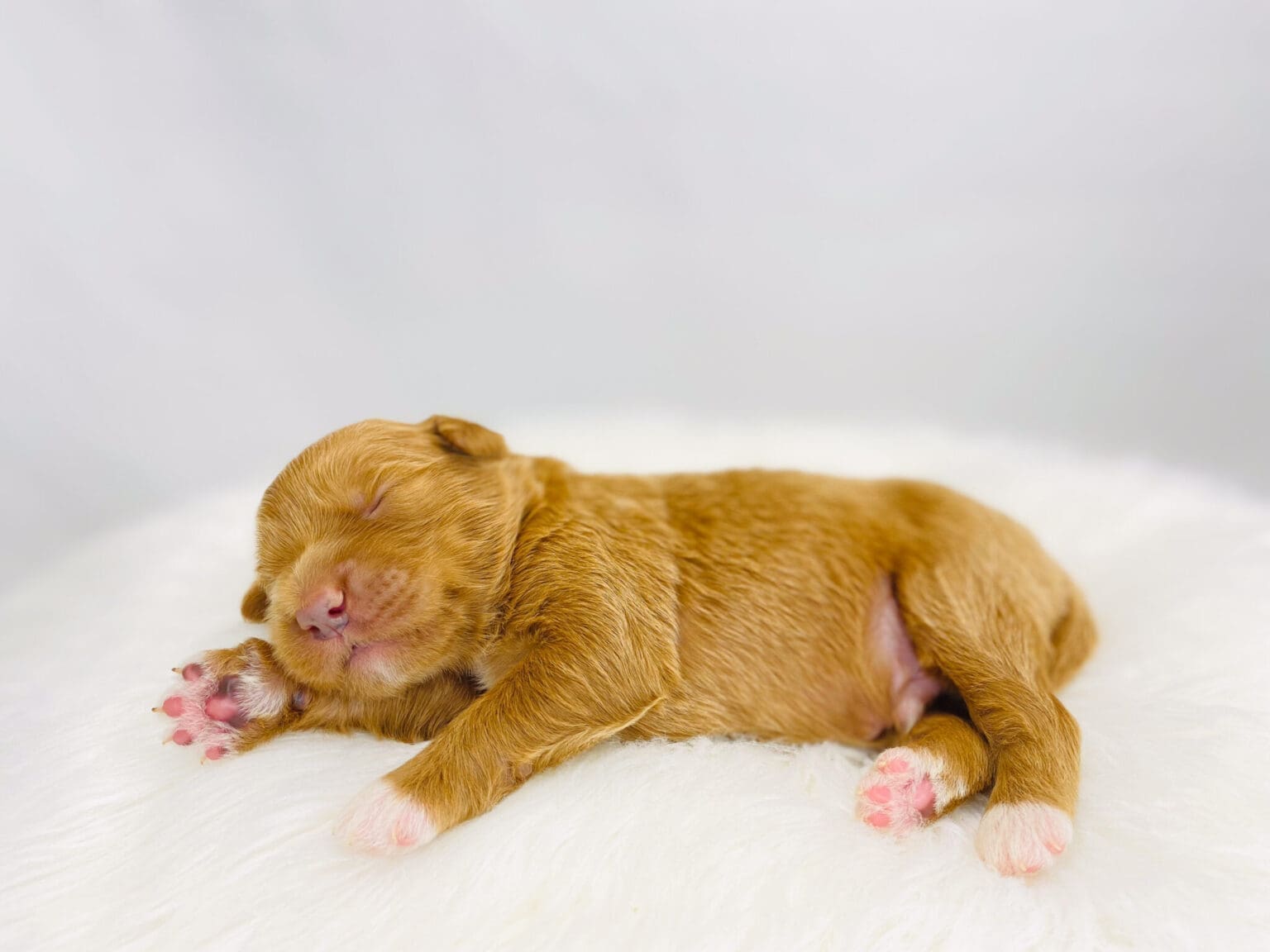 I am just a tiny baby and would love to join your family soon! Of course, you can’t see how cute and curly I will be when I get older, so the Dog Club will send updated photos when I am about 6 to 7 weeks old, if you choose to adopt me. Infant puppy deposits are refundable or transferrable.