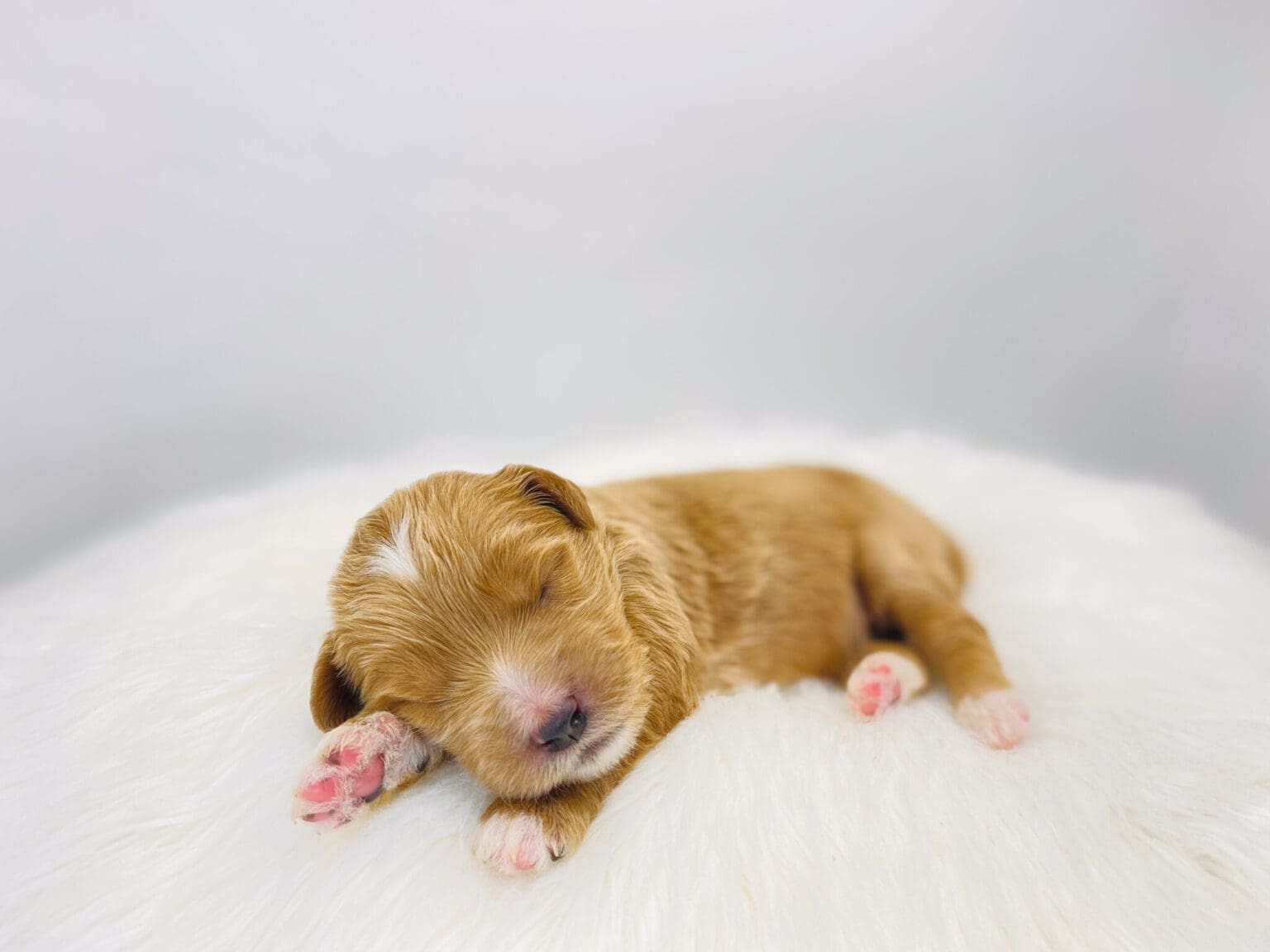I am just a tiny baby and would love to join your family soon! Of course, you can’t see how cute and curly I will be when I get older, so the Dog Club will send updated photos when I am about 6 to 7 weeks old, if you choose to adopt me. Infant puppy deposits are refundable or transferrable.