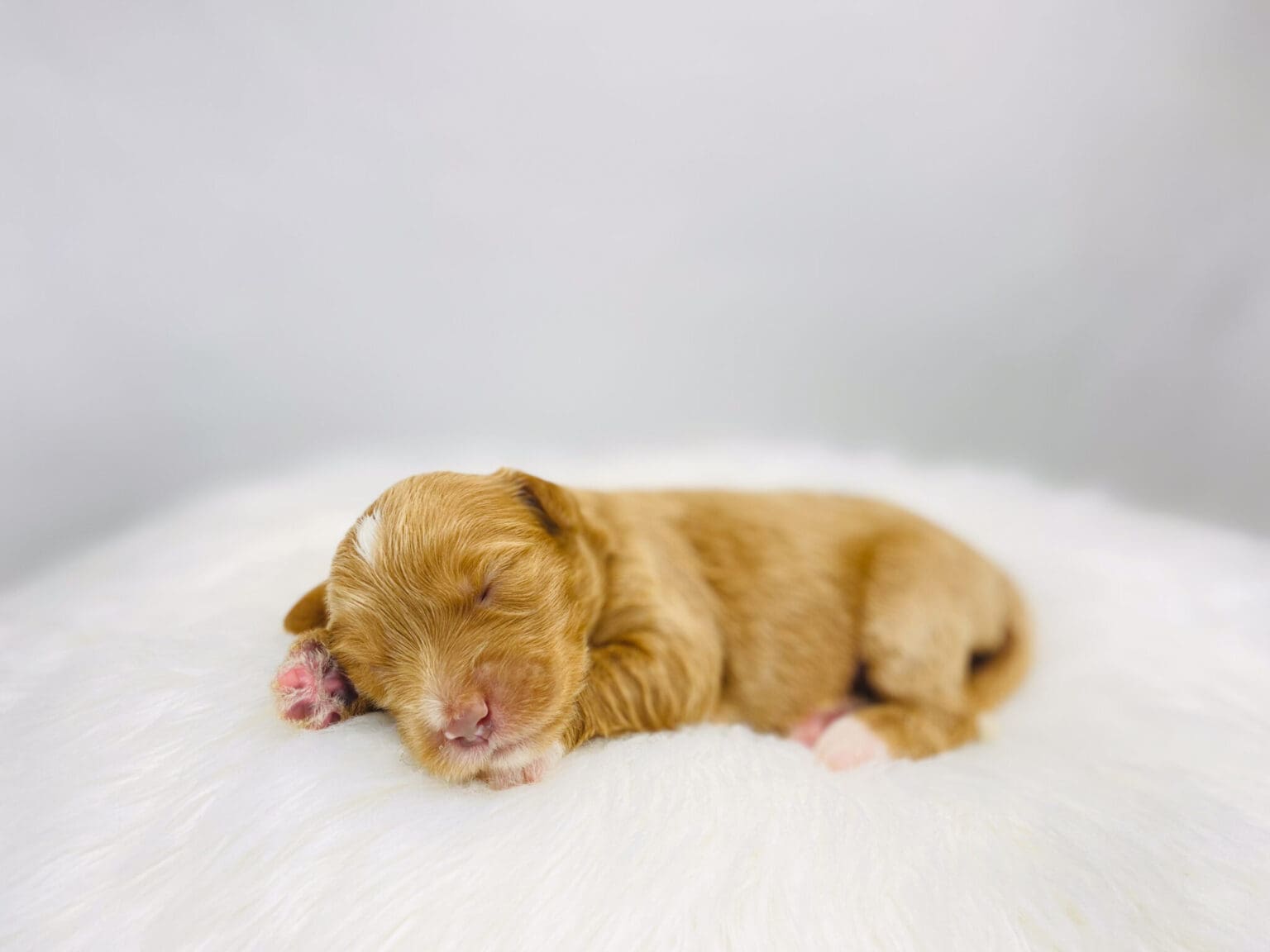 I am just a tiny baby and would love to join your family soon! Of course, you can’t see how cute and curly I will be when I get older, so the Dog Club will send updated photos when I am about 6 to 7 weeks old, if you choose to adopt me. Infant puppy deposits are refundable or transferrable.