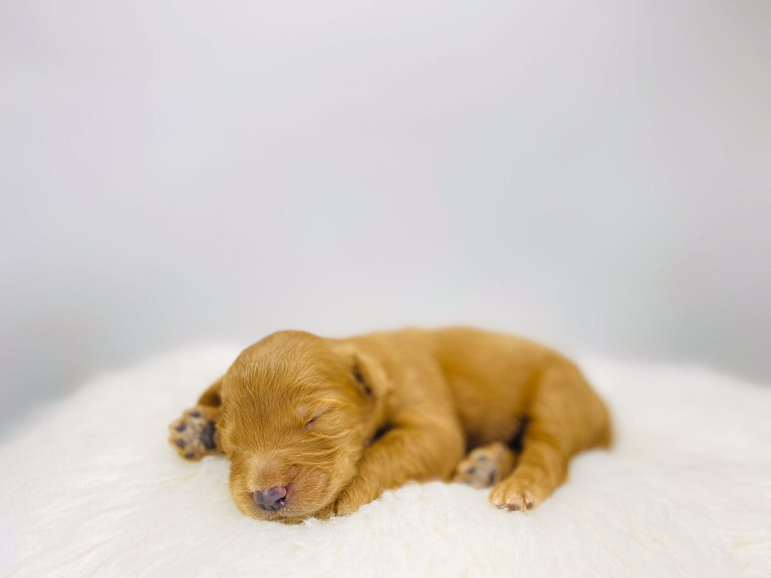 I am just a tiny baby and would love to join your family soon! Of course, you can’t see how cute and curly I will be when I get older, so the Dog Club will send updated photos when I am about 6 to 7 weeks old, if you choose to adopt me. Infant puppy deposits are refundable or transferrable.