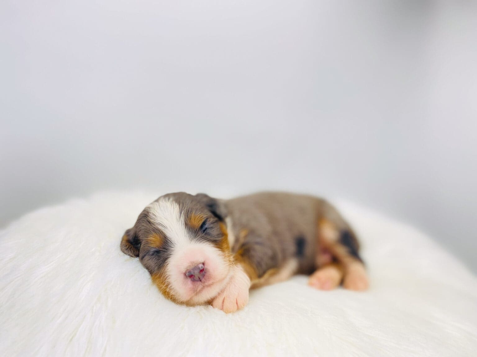 I am just a tiny baby and would love to join your family soon! Of course, you can’t see how cute and curly I will be when I get older, so the Dog Club will send updated photos when I am about 6 to 7 weeks old, if you choose to adopt me. Infant puppy deposits are refundable or transferrable.