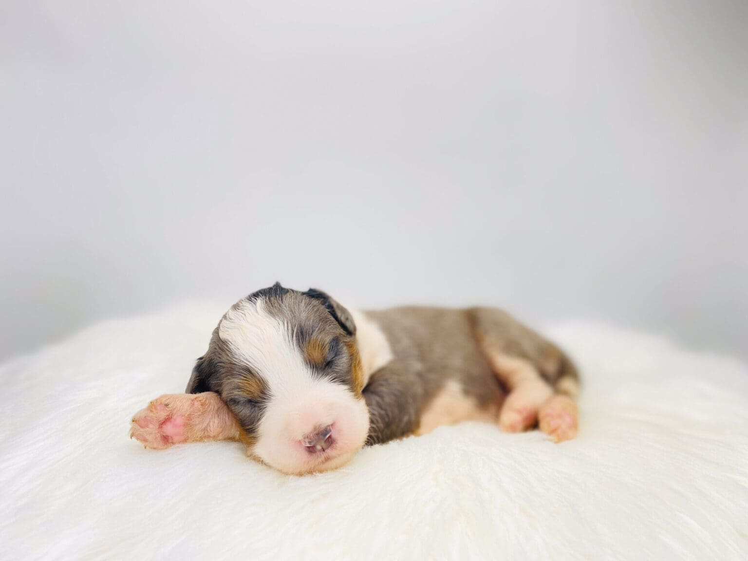 I am just a tiny baby and would love to join your family soon! Of course, you can’t see how cute and curly I will be when I get older, so the Dog Club will send updated photos when I am about 6 to 7 weeks old, if you choose to adopt me. Infant puppy deposits are refundable or transferrable.