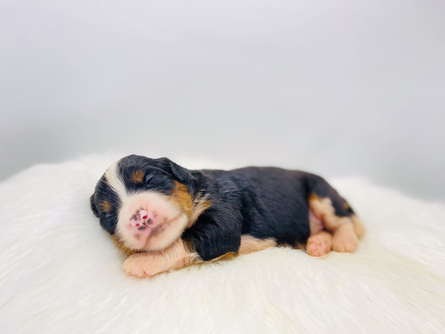 I am just a tiny baby and would love to join your family soon! Of course, you can’t see how cute and curly I will be when I get older, so the Dog Club will send updated photos when I am about 6 to 7 weeks old, if you choose to adopt me. Infant puppy deposits are refundable or transferrable.