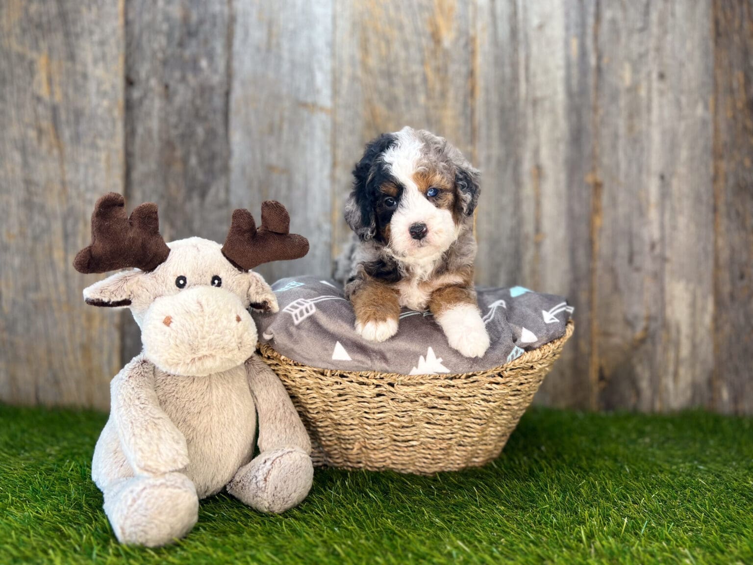 I am just a tiny baby and would love to join your family soon! Of course, you can’t see how cute and curly I will be when I get older, so the Dog Club will send updated photos when I am about 6 to 7 weeks old, if you choose to adopt me. Infant puppy deposits are refundable or transferrable.