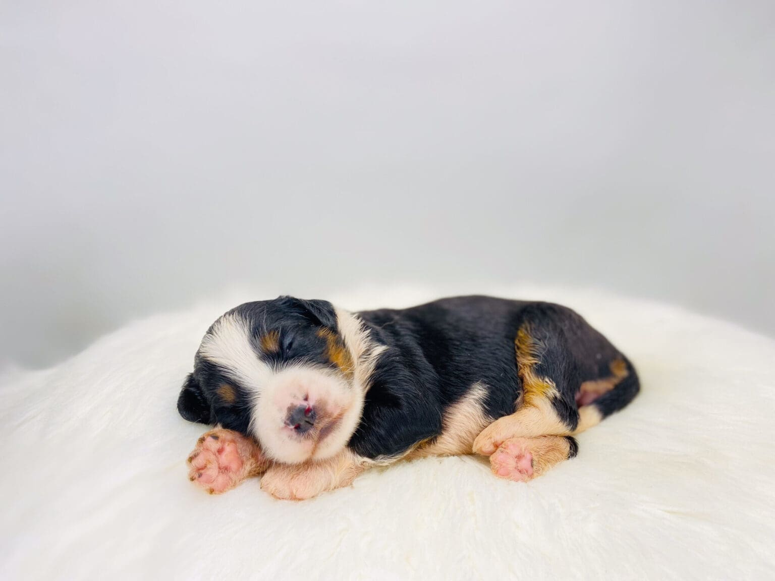 I am just a tiny baby and would love to join your family soon! Of course, you can’t see how cute and curly I will be when I get older, so the Dog Club will send updated photos when I am about 6 to 7 weeks old, if you choose to adopt me. Infant puppy deposits are refundable or transferrable.