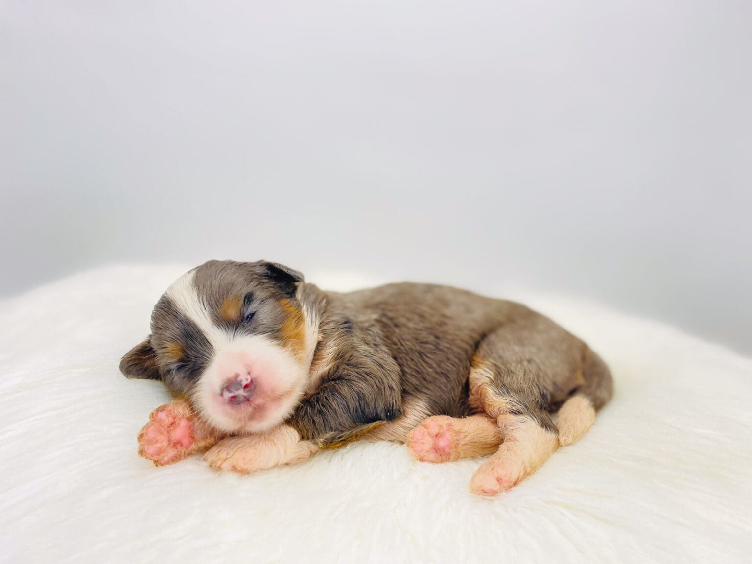 I am just a tiny baby and would love to join your family soon! Of course, you can’t see how cute and curly I will be when I get older, so the Dog Club will send updated photos when I am about 6 to 7 weeks old, if you choose to adopt me. Infant puppy deposits are refundable or transferrable.