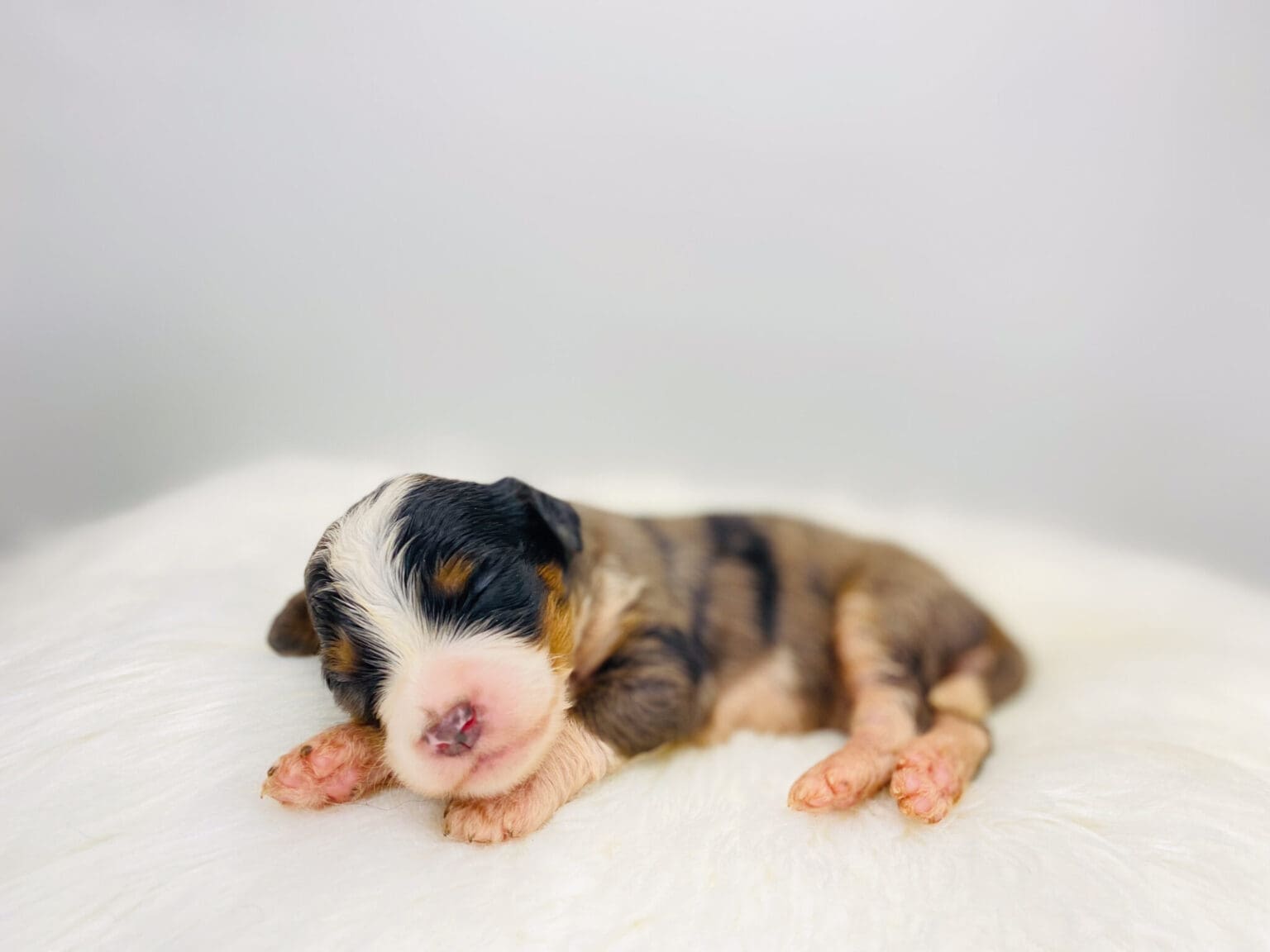 I am just a tiny baby and would love to join your family soon! Of course, you can’t see how cute and curly I will be when I get older, so the Dog Club will send updated photos when I am about 6 to 7 weeks old, if you choose to adopt me. Infant puppy deposits are refundable or transferrable.