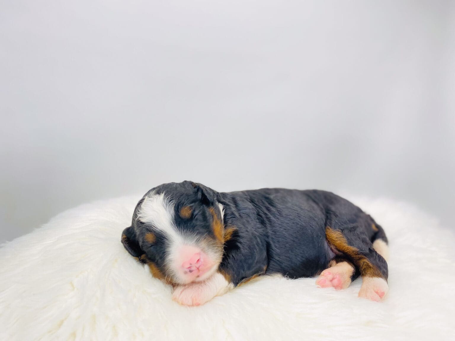 I am just a tiny baby and would love to join your family soon! Of course, you can’t see how cute and curly I will be when I get older, so the Dog Club will send updated photos when I am about 6 to 7 weeks old, if you choose to adopt me. Infant puppy deposits are refundable or transferrable.