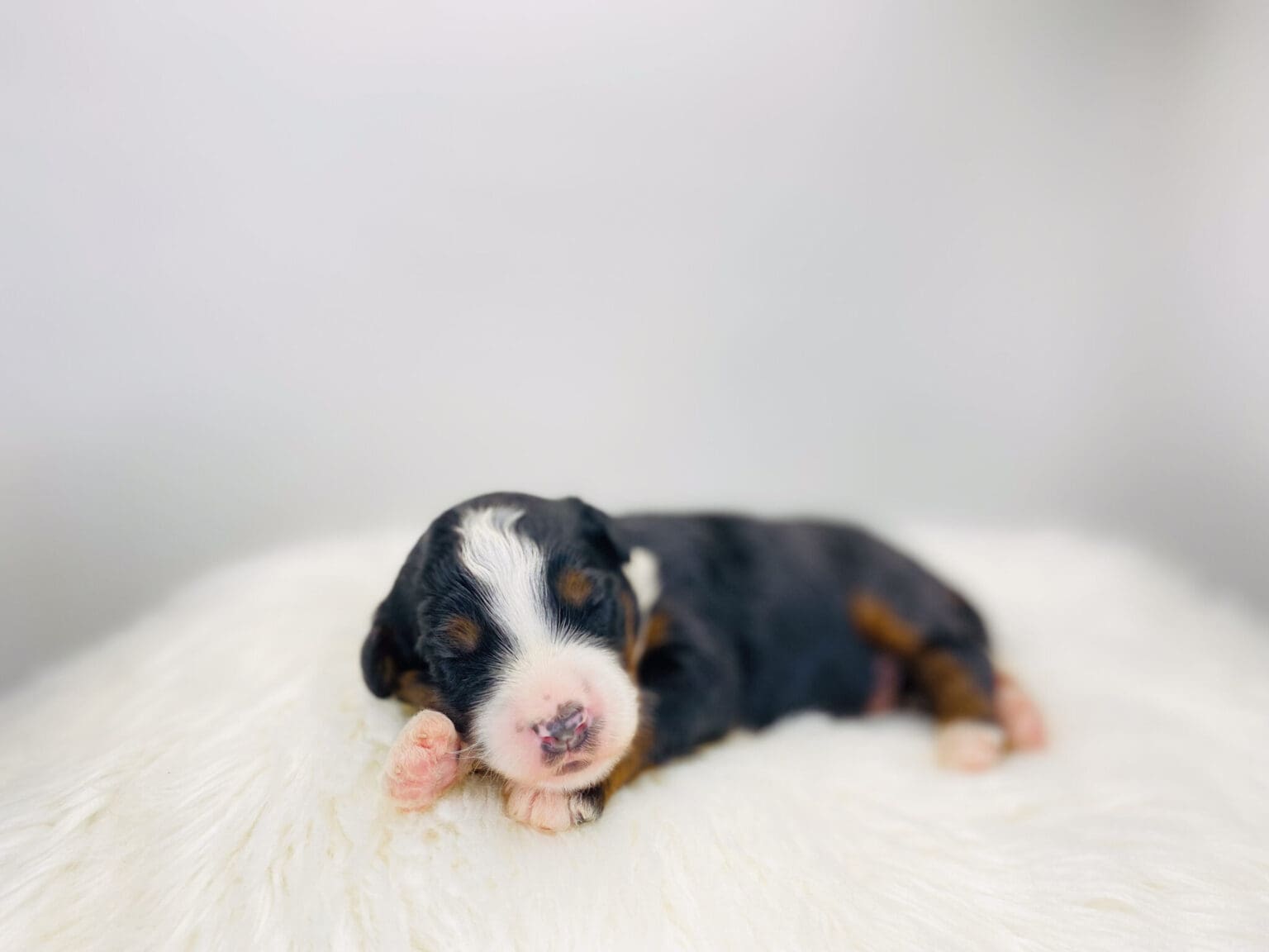 I am just a tiny baby and would love to join your family soon! Of course, you can’t see how cute and curly I will be when I get older, so the Dog Club will send updated photos when I am about 6 to 7 weeks old, if you choose to adopt me. Infant puppy deposits are refundable or transferrable.