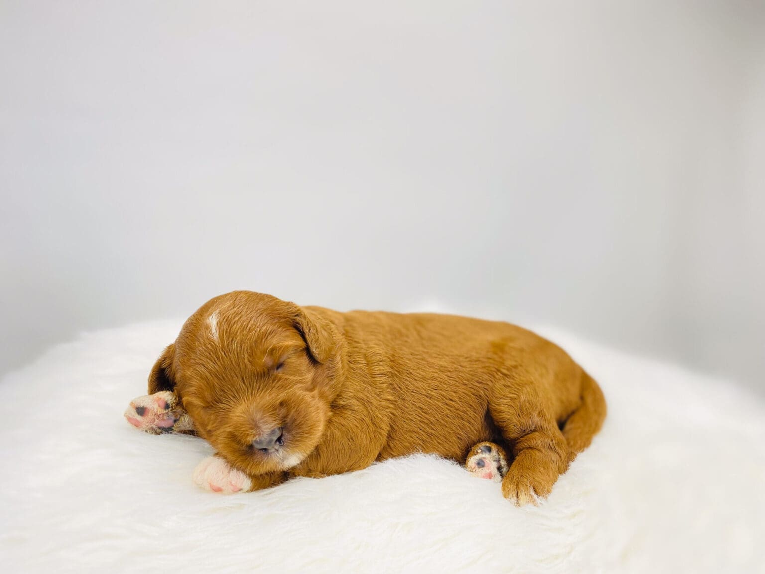 I am just a tiny baby and would love to join your family soon! Of course, you can’t see how cute and curly I will be when I get older, so the Dog Club will send updated photos when I am about 6 to 7 weeks old, if you choose to adopt me. Infant puppy deposits are refundable or transferrable.