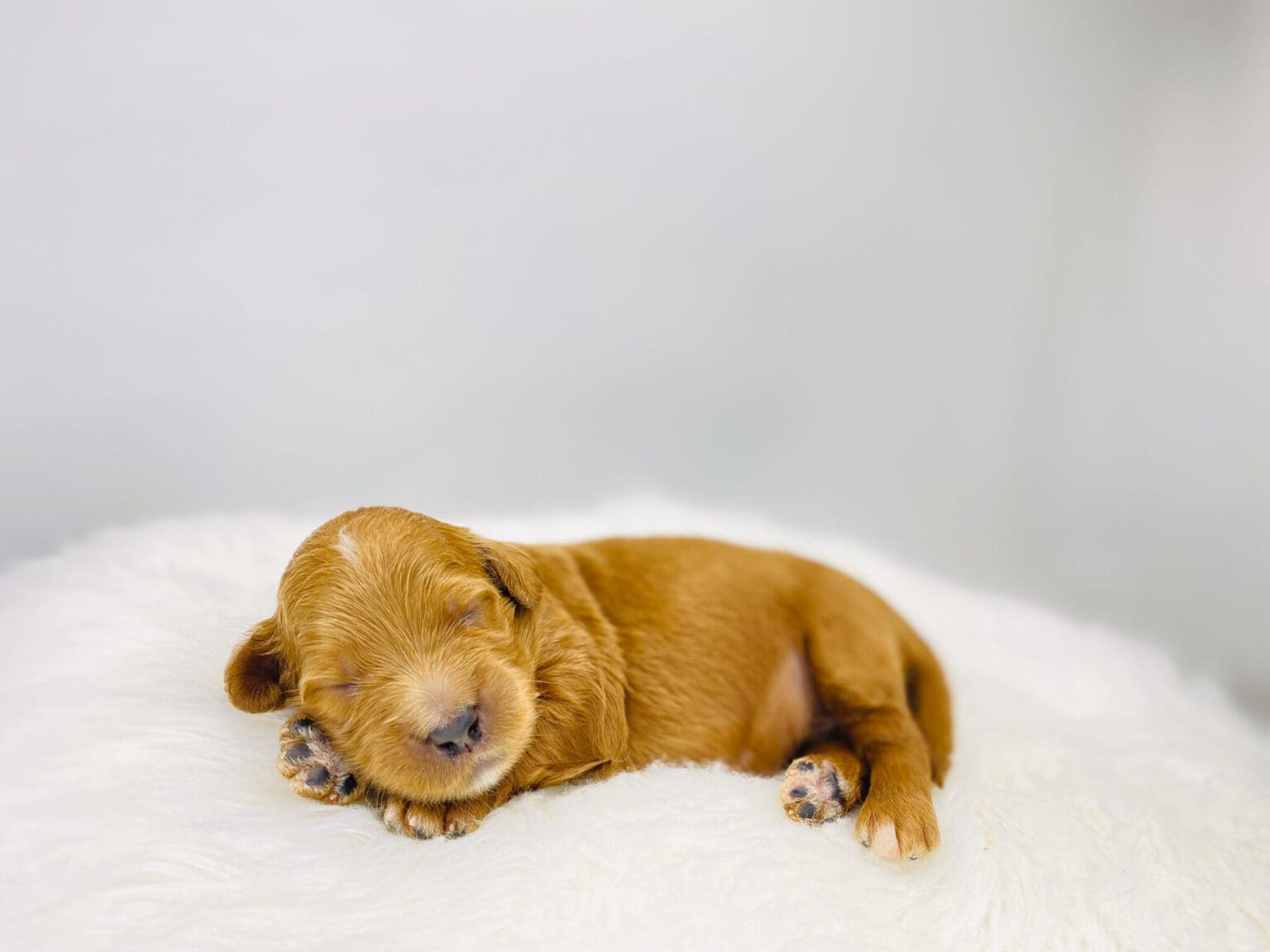 I am just a tiny baby and would love to join your family soon! Of course, you can’t see how cute and curly I will be when I get older, so the Dog Club will send updated photos when I am about 6 to 7 weeks old, if you choose to adopt me. Infant puppy deposits are refundable or transferrable.