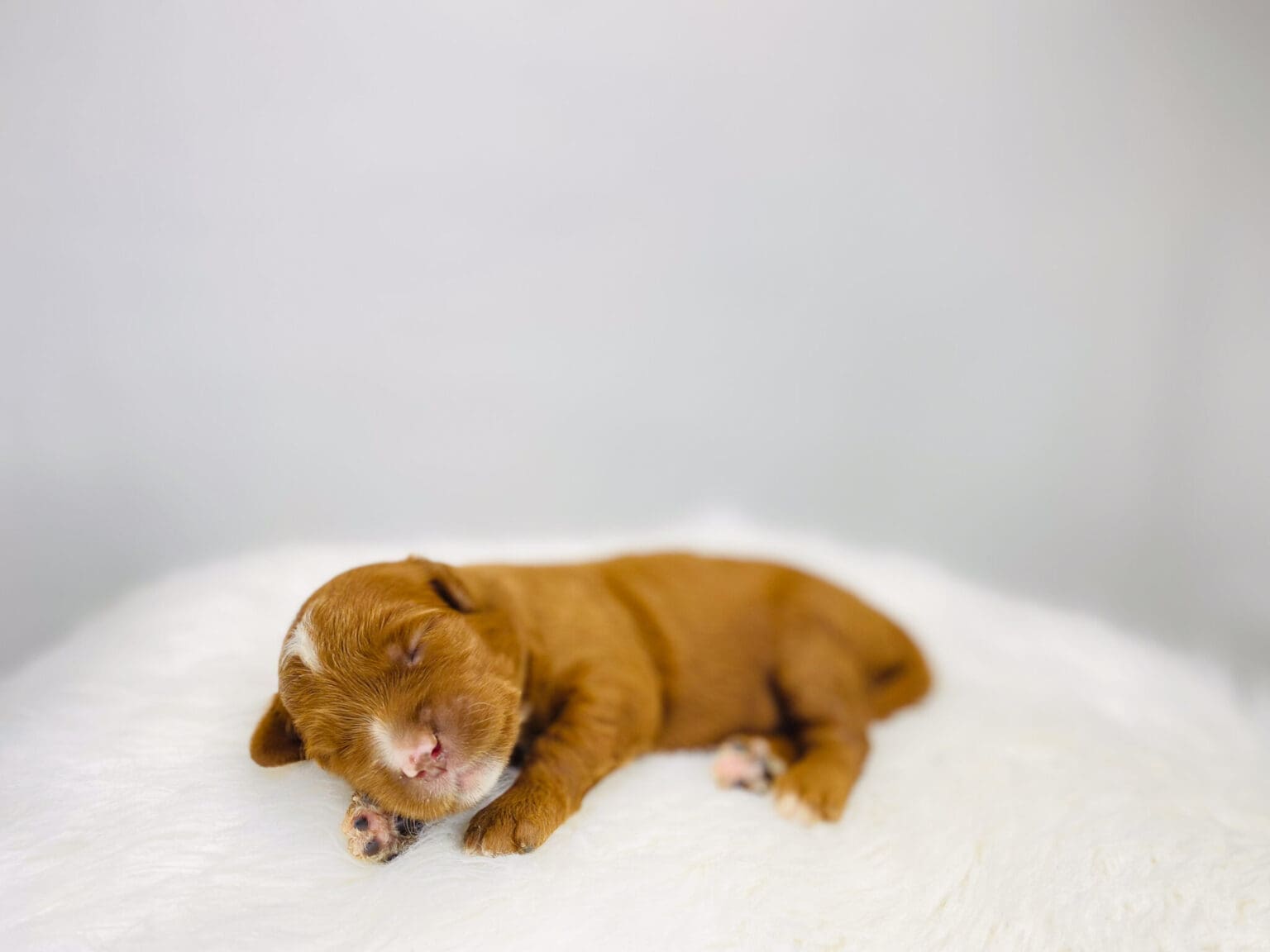 I am just a tiny baby and would love to join your family soon! Of course, you can’t see how cute and curly I will be when I get older, so the Dog Club will send updated photos when I am about 6 to 7 weeks old, if you choose to adopt me. Infant puppy deposits are refundable or transferrable.