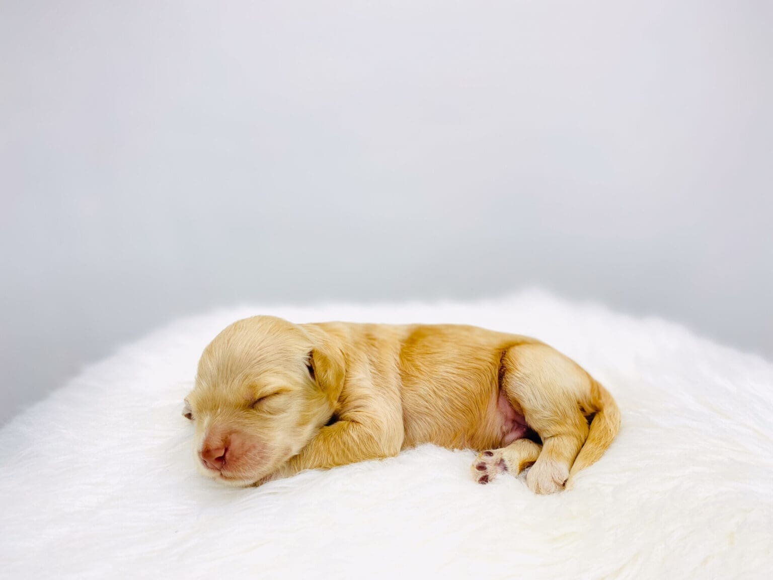 I am just a tiny baby and would love to join your family soon! Of course, you can’t see how cute and curly I will be when I get older, so the Dog Club will send updated photos when I am about 6 to 7 weeks old, if you choose to adopt me. Infant puppy deposits are refundable or transferrable.