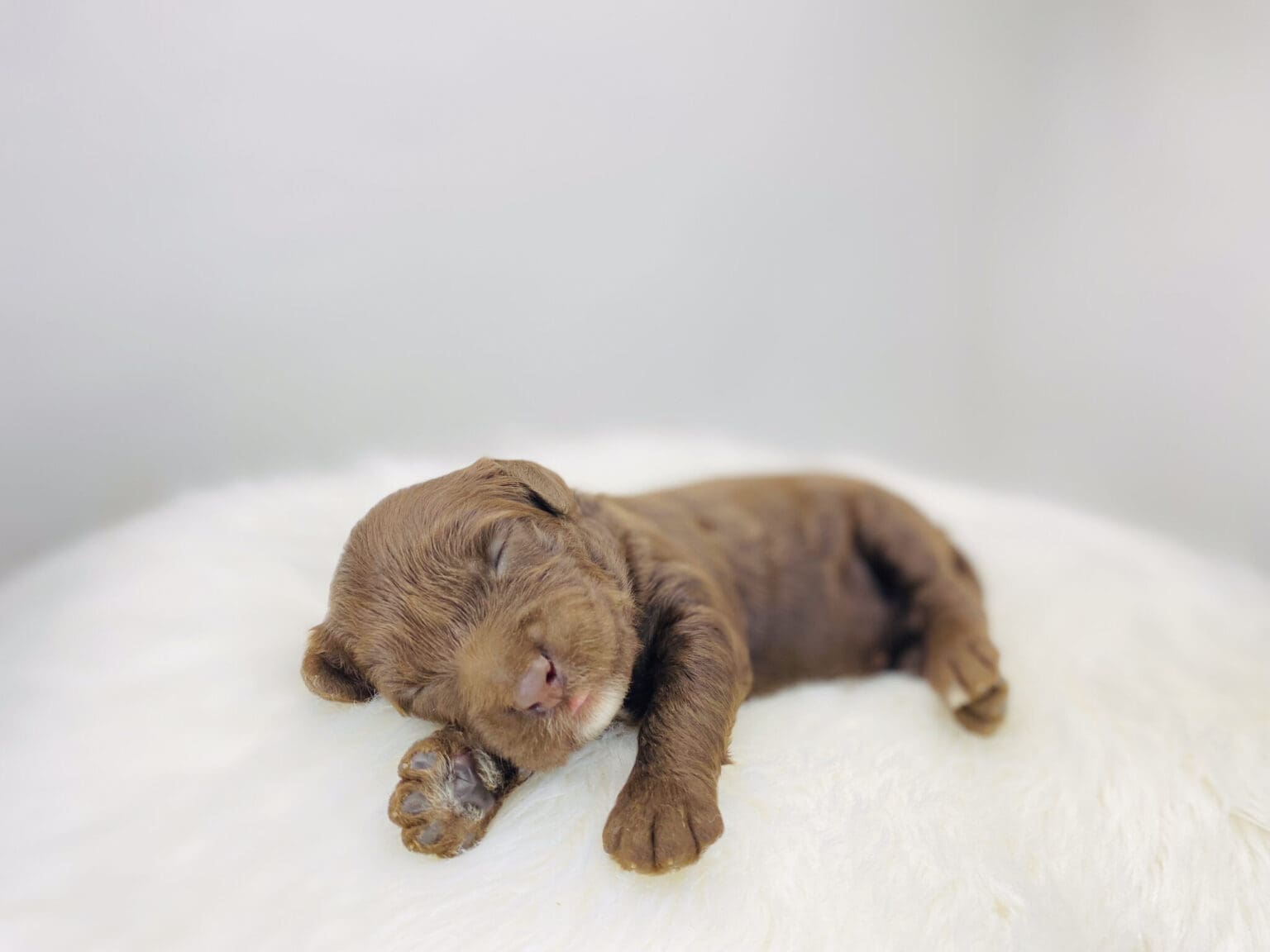 I am just a tiny baby and would love to join your family soon! Of course, you can’t see how cute and curly I will be when I get older, so the Dog Club will send updated photos when I am about 6 to 7 weeks old, if you choose to adopt me. Infant puppy deposits are refundable or transferrable.