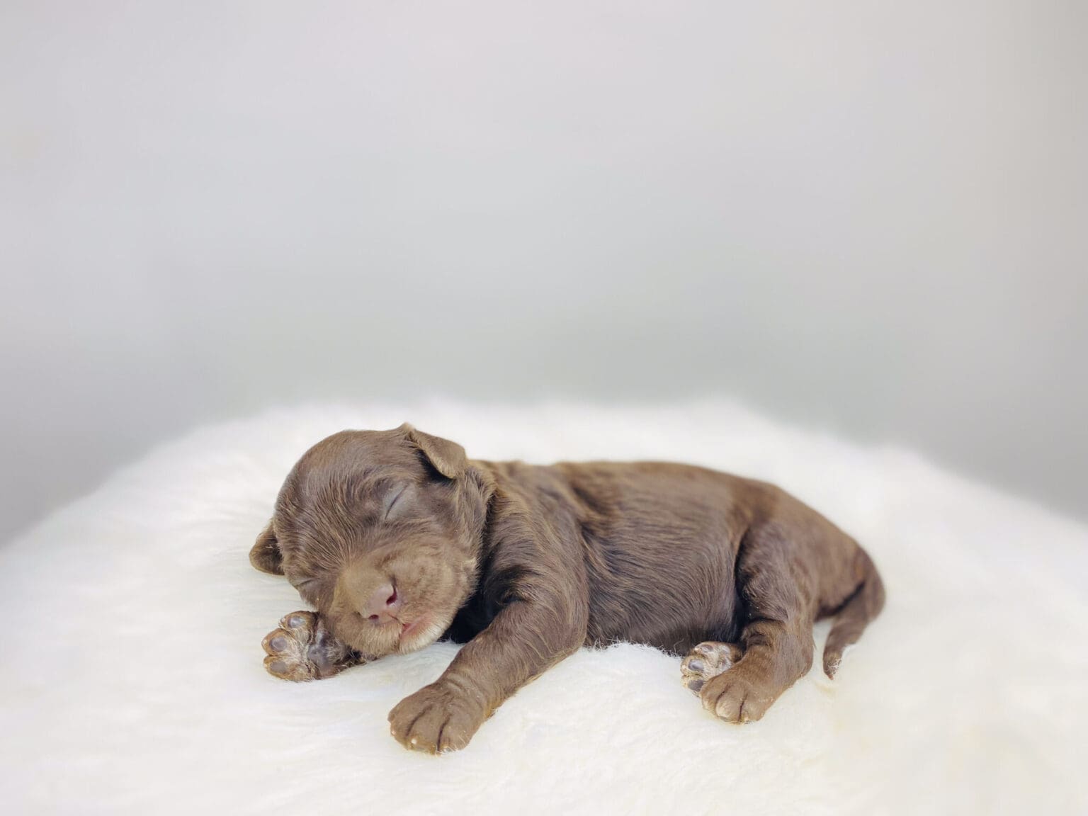 I am just a tiny baby and would love to join your family soon! Of course, you can’t see how cute and curly I will be when I get older, so the Dog Club will send updated photos when I am about 6 to 7 weeks old, if you choose to adopt me. Infant puppy deposits are refundable or transferrable.