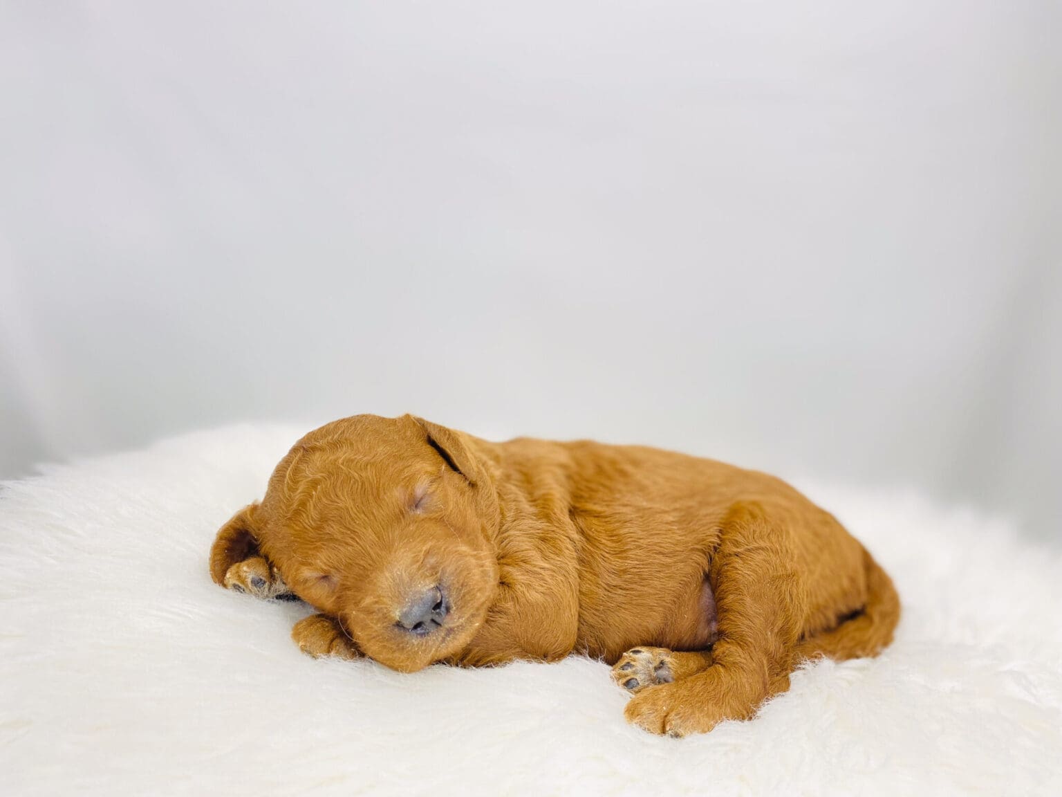 I am just a tiny baby and would love to join your family soon! Of course, you can’t see how cute and curly I will be when I get older, so the Dog Club will send updated photos when I am about 6 to 7 weeks old, if you choose to adopt me. Infant puppy deposits are refundable or transferrable.