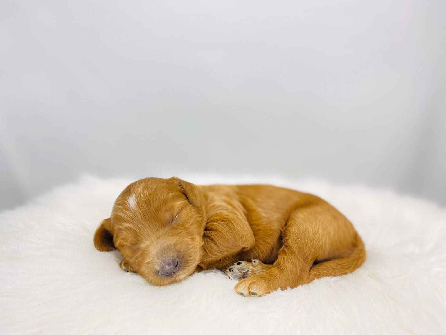 I am just a tiny baby and would love to join your family soon! Of course, you can’t see how cute and curly I will be when I get older, so the Dog Club will send updated photos when I am about 6 to 7 weeks old, if you choose to adopt me. Infant puppy deposits are refundable or transferrable.