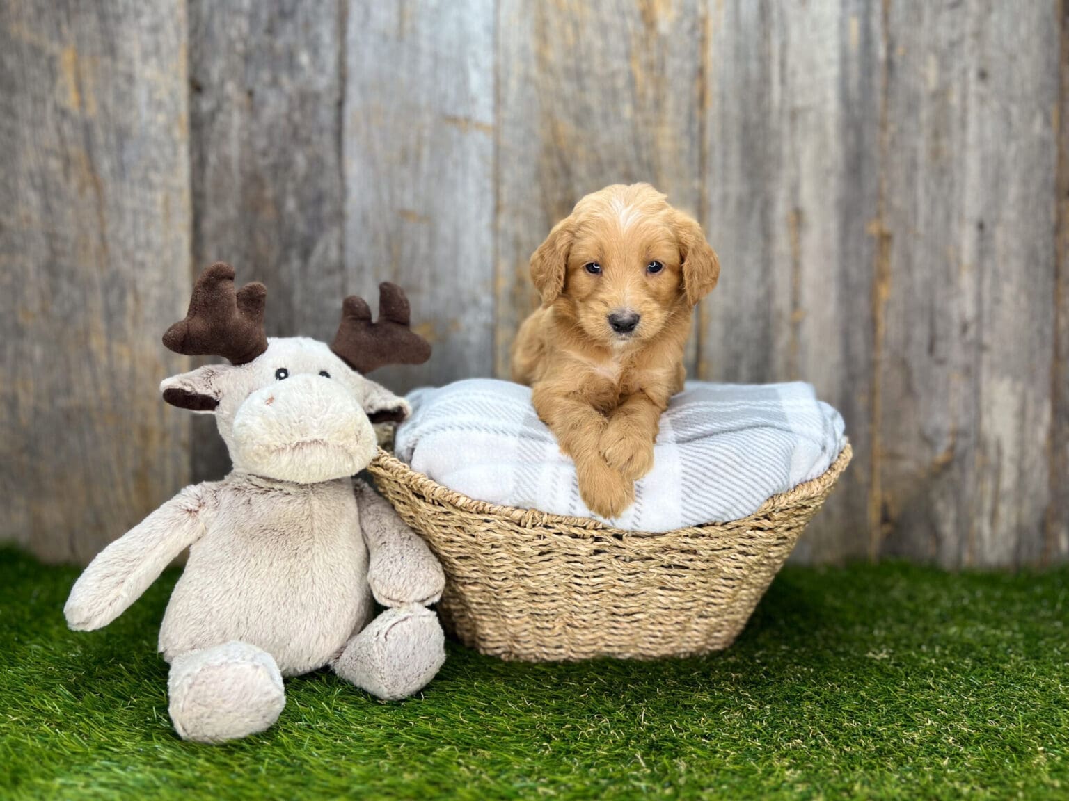 I am just a tiny baby and would love to join your family soon! Of course, you can’t see how cute and curly I will be when I get older, so the Dog Club will send updated photos when I am about 6 to 7 weeks old, if you choose to adopt me. Infant puppy deposits are refundable or transferrable.
