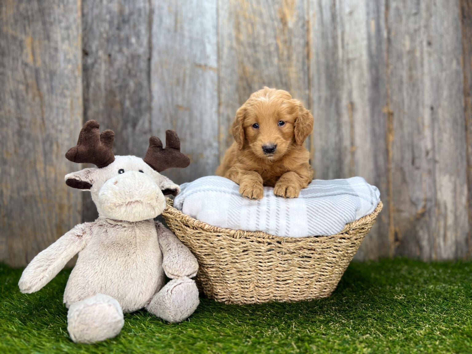I am just a tiny baby and would love to join your family soon! Of course, you can’t see how cute and curly I will be when I get older, so the Dog Club will send updated photos when I am about 6 to 7 weeks old, if you choose to adopt me. Infant puppy deposits are refundable or transferrable.