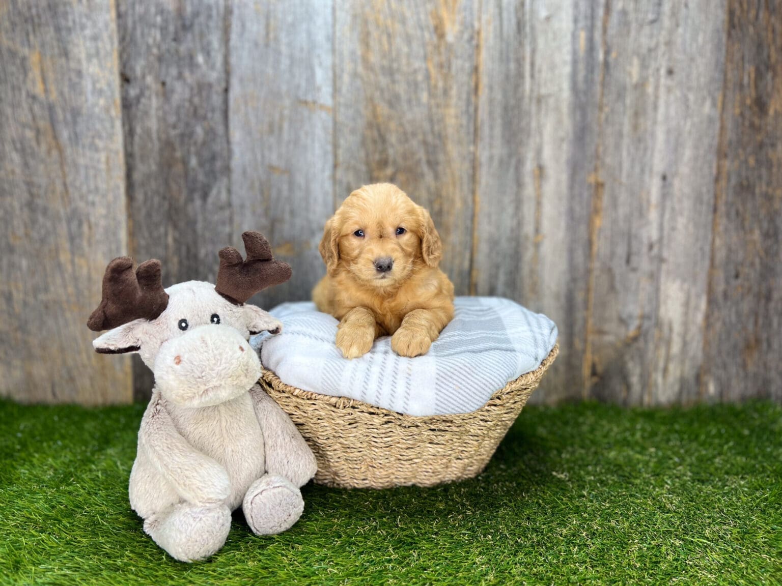 I am just a tiny baby and would love to join your family soon! Of course, you can’t see how cute and curly I will be when I get older, so the Dog Club will send updated photos when I am about 6 to 7 weeks old, if you choose to adopt me. Infant puppy deposits are refundable or transferrable.