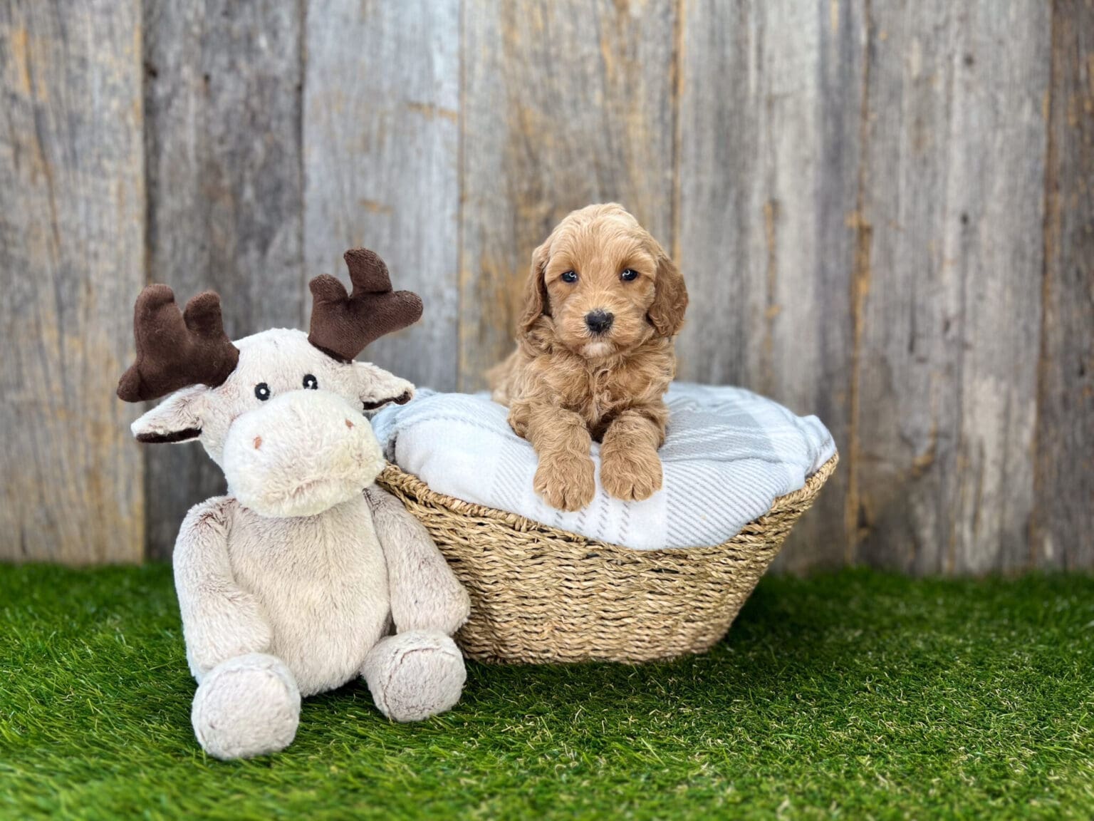 I am just a tiny baby and would love to join your family soon! Of course, you can’t see how cute and curly I will be when I get older, so the Dog Club will send updated photos when I am about 6 to 7 weeks old, if you choose to adopt me. Infant puppy deposits are refundable or transferrable.