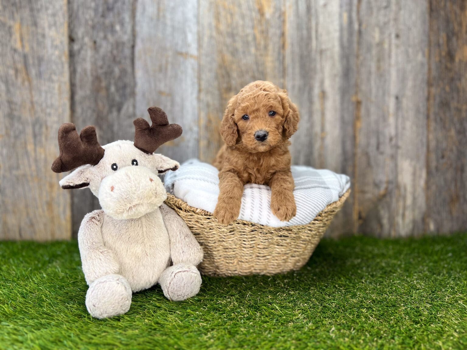 I am just a tiny baby and would love to join your family soon! Of course, you can’t see how cute and curly I will be when I get older, so the Dog Club will send updated photos when I am about 6 to 7 weeks old, if you choose to adopt me. Infant puppy deposits are refundable or transferrable.