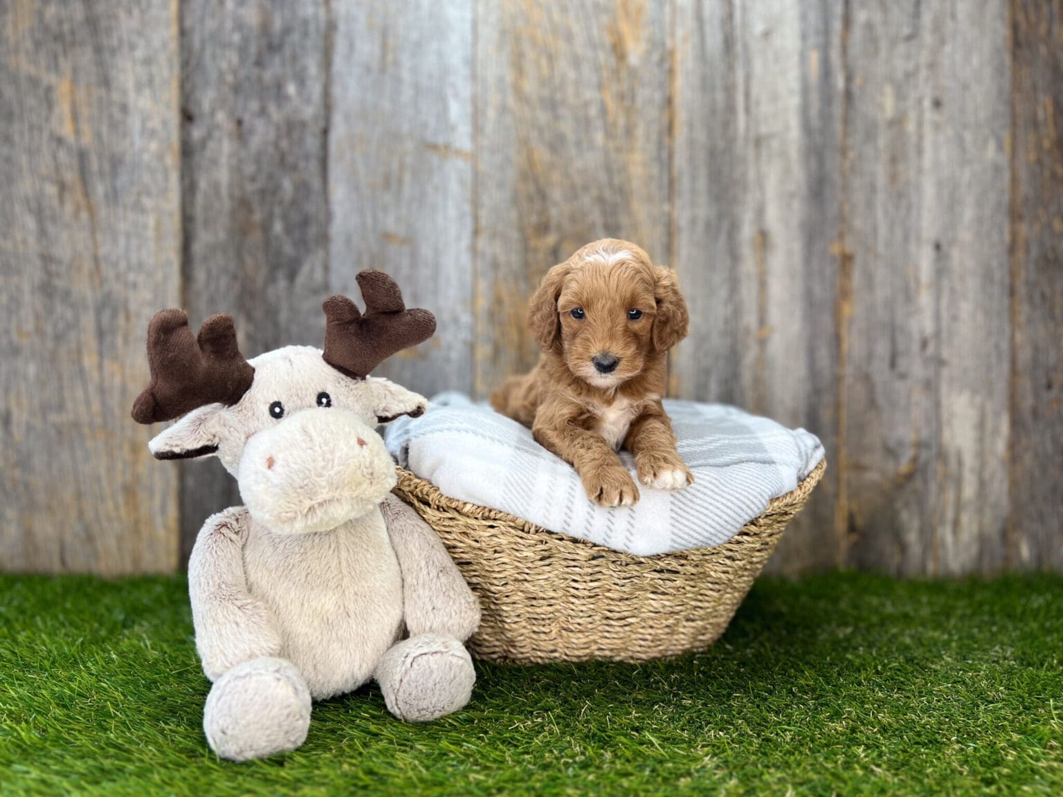 I am just a tiny baby and would love to join your family soon! Of course, you can’t see how cute and curly I will be when I get older, so the Dog Club will send updated photos when I am about 6 to 7 weeks old, if you choose to adopt me. Infant puppy deposits are refundable or transferrable.