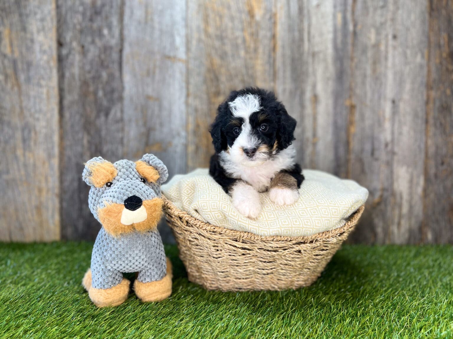 I am just a tiny baby and would love to join your family soon! Of course, you can’t see how cute and curly I will be when I get older, so the Dog Club will send updated photos when I am about 6 to 7 weeks old, if you choose to adopt me. Infant puppy deposits are refundable or transferrable.
