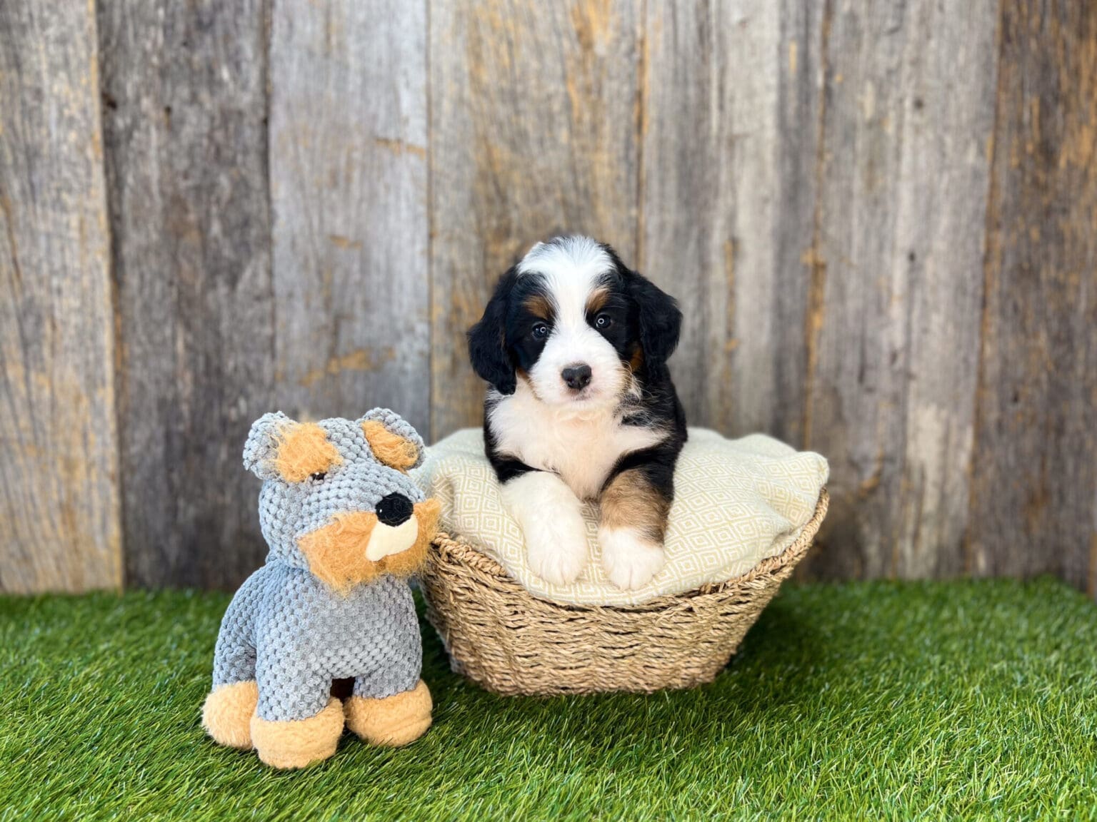 I am just a tiny baby and would love to join your family soon! Of course, you can’t see how cute and curly I will be when I get older, so the Dog Club will send updated photos when I am about 6 to 7 weeks old, if you choose to adopt me. Infant puppy deposits are refundable or transferrable.