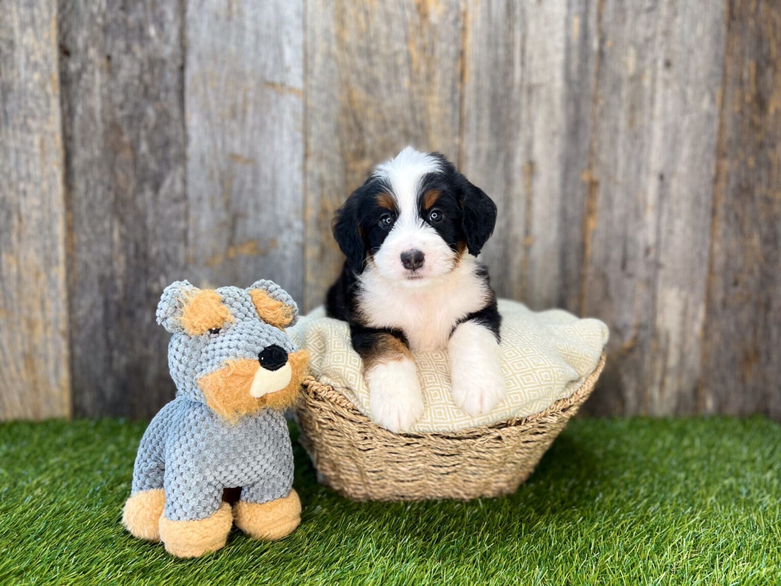 I am just a tiny baby and would love to join your family soon! Of course, you can’t see how cute and curly I will be when I get older, so the Dog Club will send updated photos when I am about 6 to 7 weeks old, if you choose to adopt me. Infant puppy deposits are refundable or transferrable.