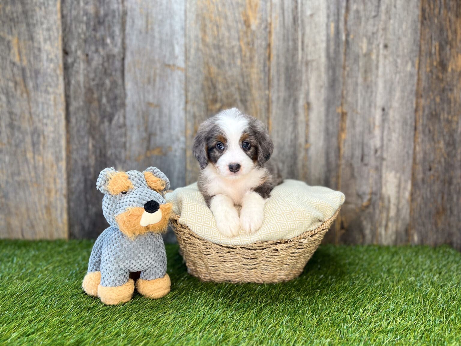 I am just a tiny baby and would love to join your family soon! Of course, you can’t see how cute and curly I will be when I get older, so the Dog Club will send updated photos when I am about 6 to 7 weeks old, if you choose to adopt me. Infant puppy deposits are refundable or transferrable.