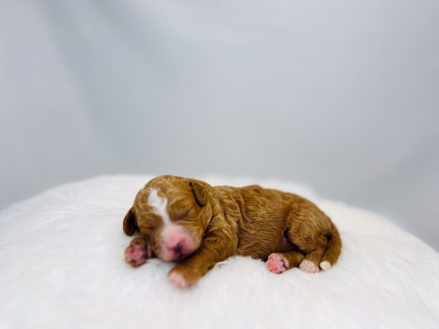 I am just a tiny baby and would love to join your family soon! Of course, you can’t see how cute and curly I will be when I get older, so the Dog Club will send updated photos when I am about 6 to 7 weeks old, if you choose to adopt me. Infant puppy deposits are refundable or transferrable.
