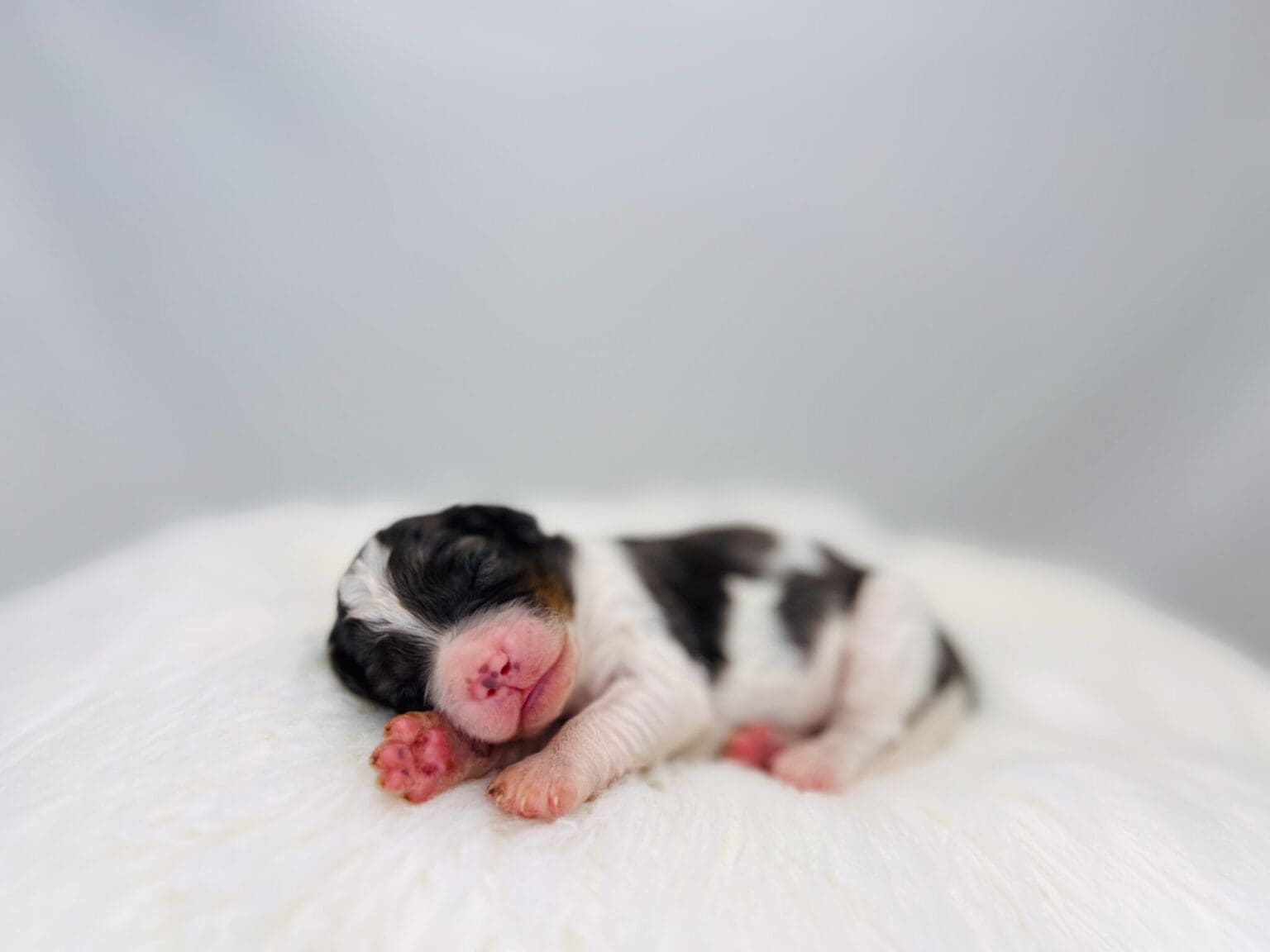 I am just a tiny baby and would love to join your family soon! Of course, you can’t see how cute and curly I will be when I get older, so the Dog Club will send updated photos when I am about 6 to 7 weeks old, if you choose to adopt me. Infant puppy deposits are refundable or transferrable.