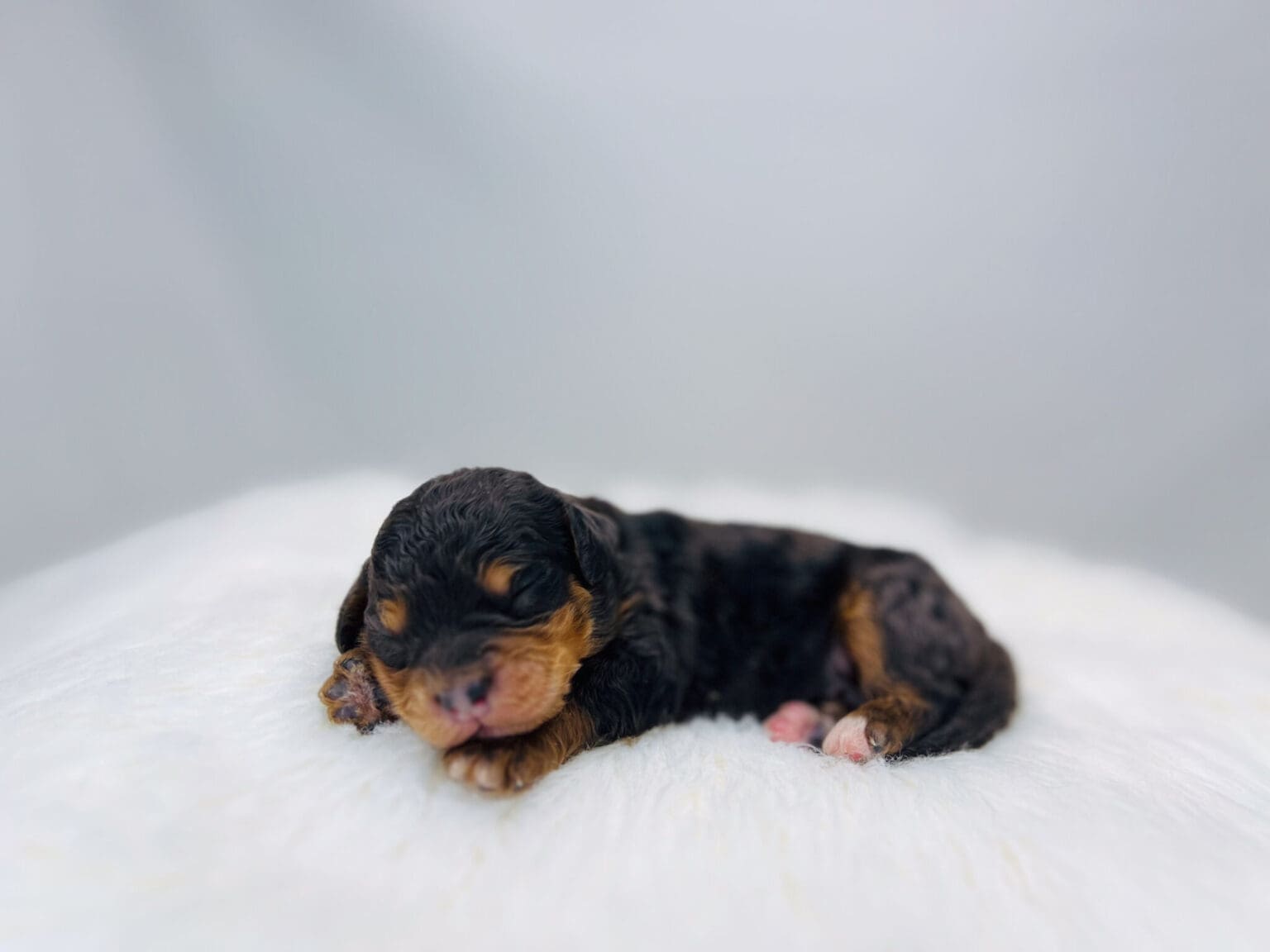 I am just a tiny baby and would love to join your family soon! Of course, you can’t see how cute and curly I will be when I get older, so the Dog Club will send updated photos when I am about 6 to 7 weeks old, if you choose to adopt me. Infant puppy deposits are refundable or transferrable.