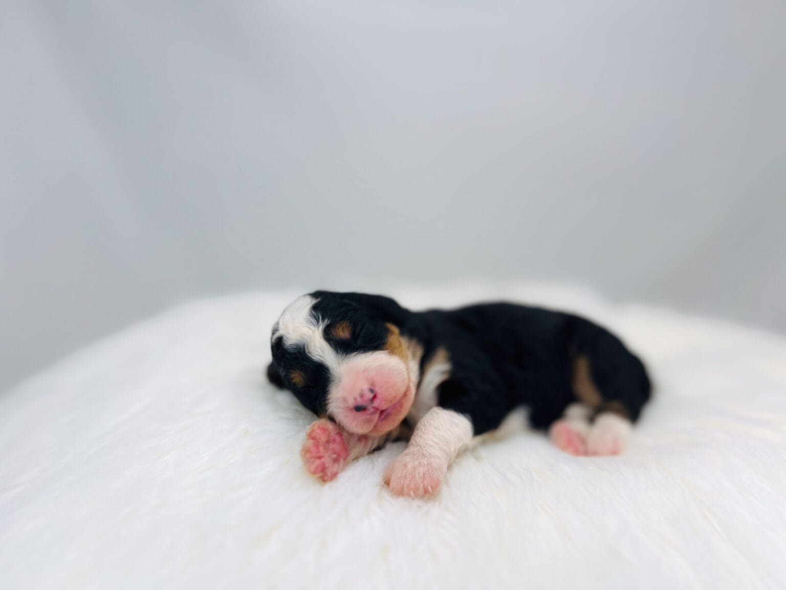 I am just a tiny baby and would love to join your family soon! Of course, you can’t see how cute and curly I will be when I get older, so the Dog Club will send updated photos when I am about 6 to 7 weeks old, if you choose to adopt me. Infant puppy deposits are refundable or transferrable.