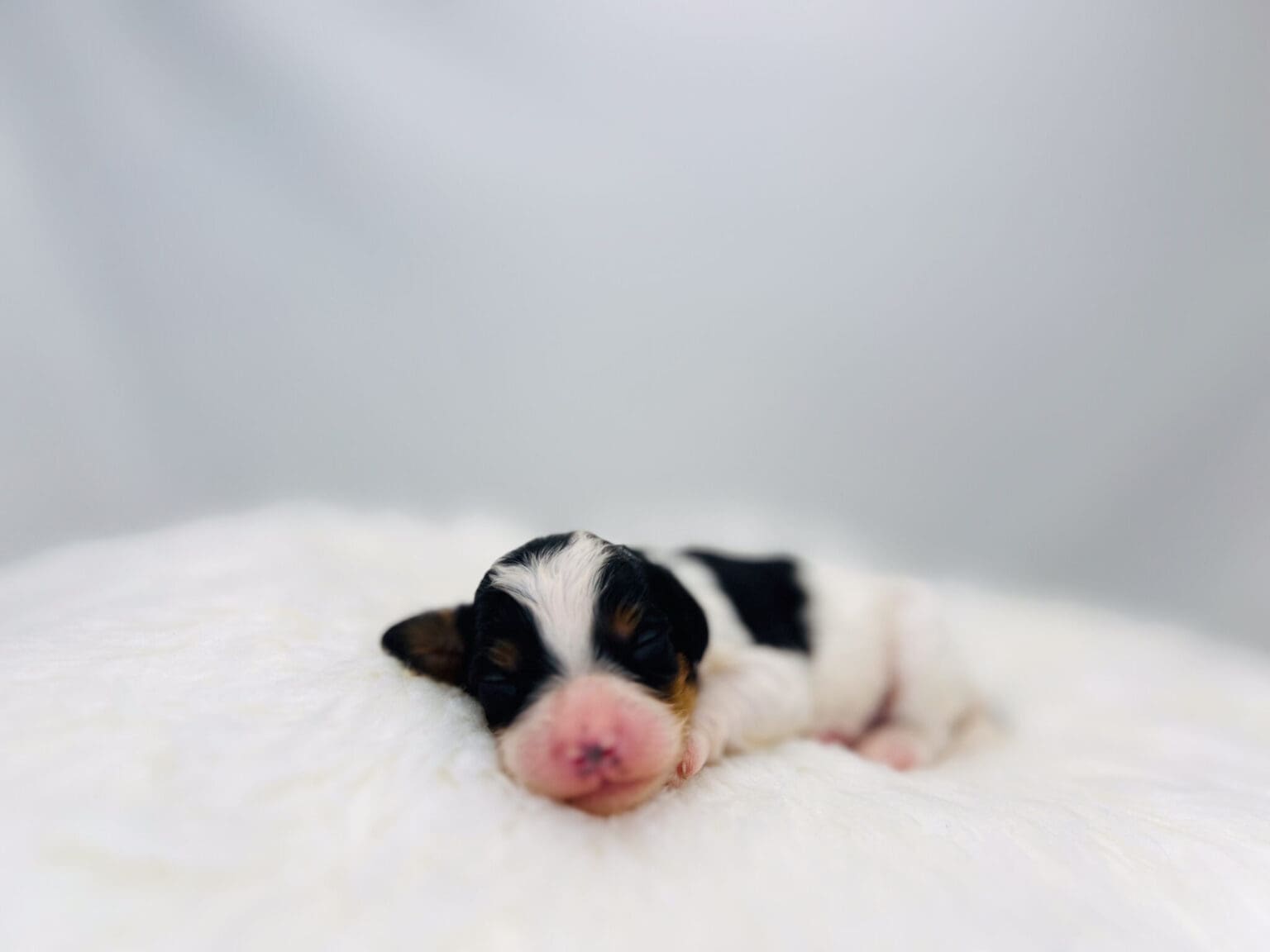 I am just a tiny baby and would love to join your family soon! Of course, you can’t see how cute and curly I will be when I get older, so the Dog Club will send updated photos when I am about 6 to 7 weeks old, if you choose to adopt me. Infant puppy deposits are refundable or transferrable.