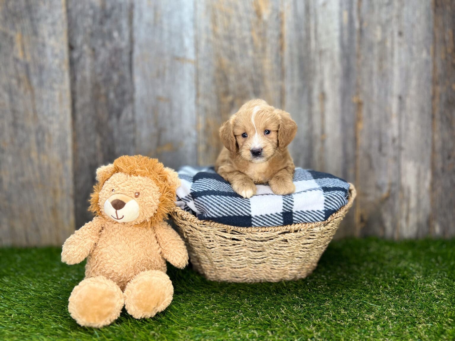 I am just a tiny baby and would love to join your family soon! Of course, you can’t see how cute and curly I will be when I get older, so the Dog Club will send updated photos when I am about 6 to 7 weeks old, if you choose to adopt me. Infant puppy deposits are refundable or transferrable.