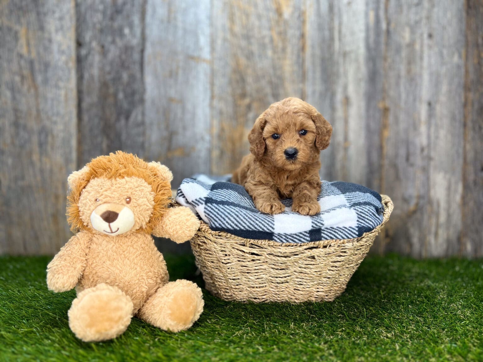 I am just a tiny baby and would love to join your family soon! Of course, you can’t see how cute and curly I will be when I get older, so the Dog Club will send updated photos when I am about 6 to 7 weeks old, if you choose to adopt me. Infant puppy deposits are refundable or transferrable.