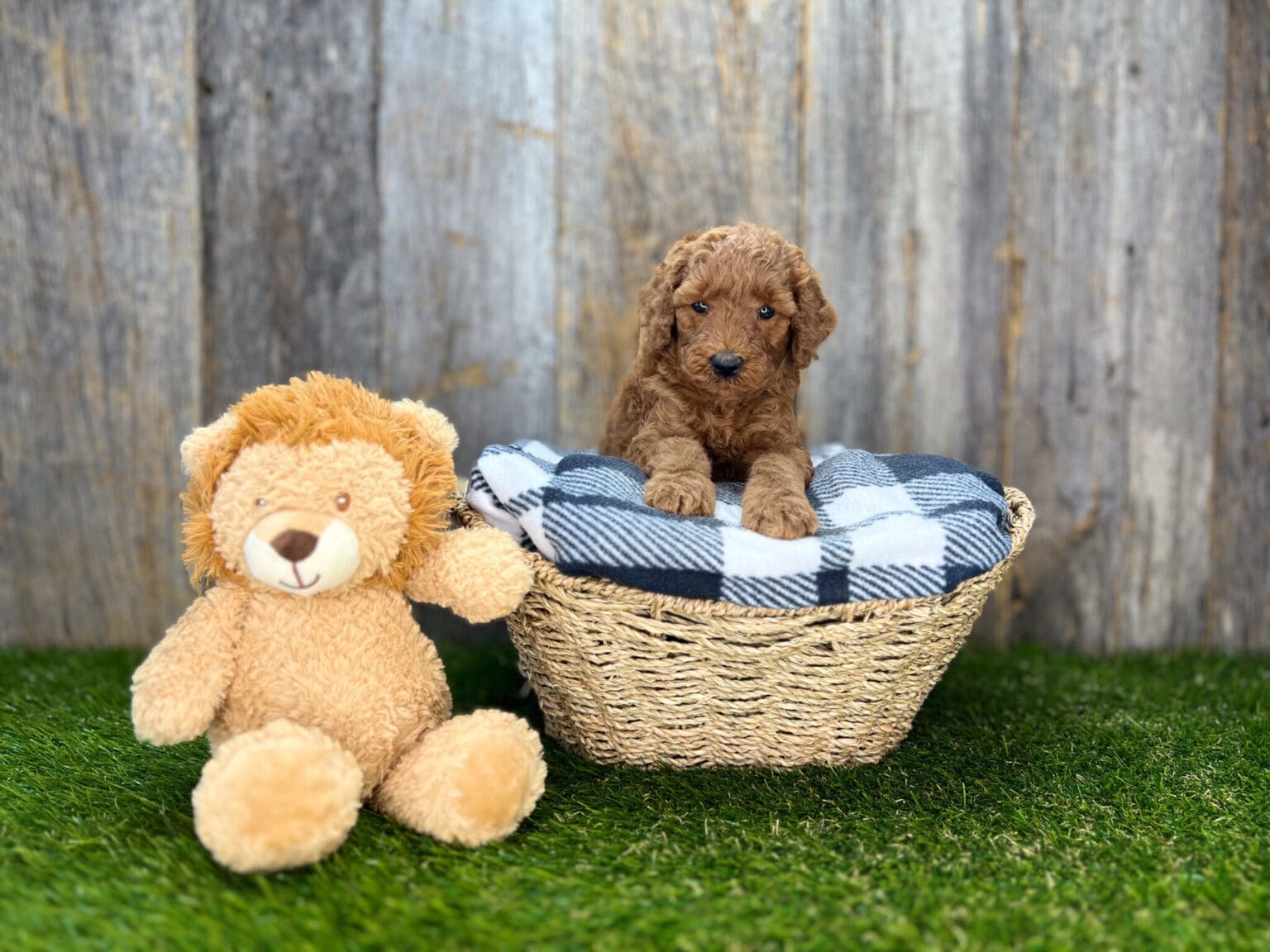 I am just a tiny baby and would love to join your family soon! Of course, you can’t see how cute and curly I will be when I get older, so the Dog Club will send updated photos when I am about 6 to 7 weeks old, if you choose to adopt me. Infant puppy deposits are refundable or transferrable.