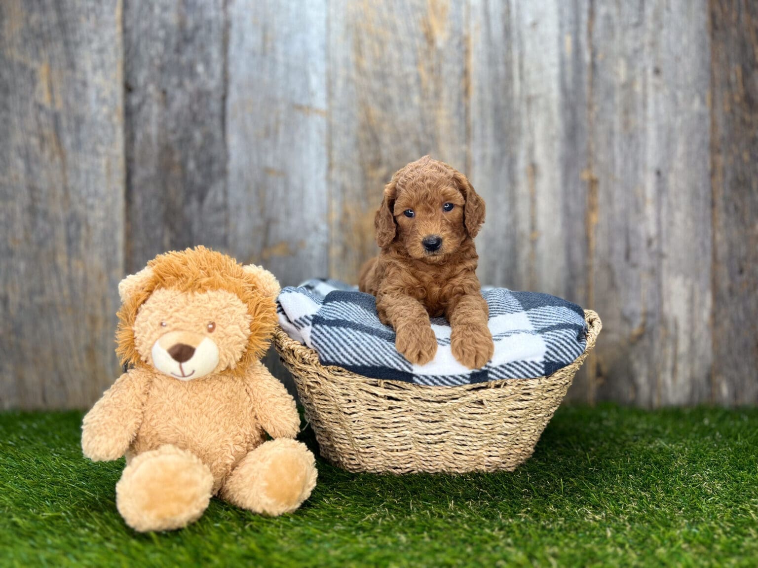 I am just a tiny baby and would love to join your family soon! Of course, you can’t see how cute and curly I will be when I get older, so the Dog Club will send updated photos when I am about 6 to 7 weeks old, if you choose to adopt me. Infant puppy deposits are refundable or transferrable.
